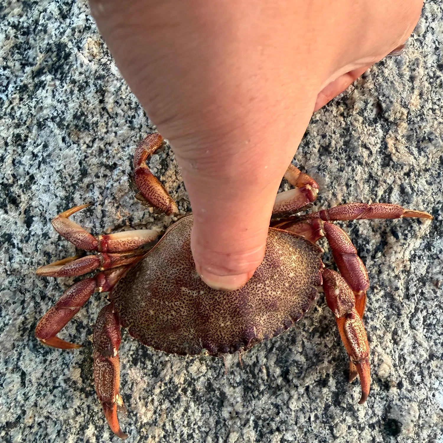 Red rock crab caught on Fishbrain