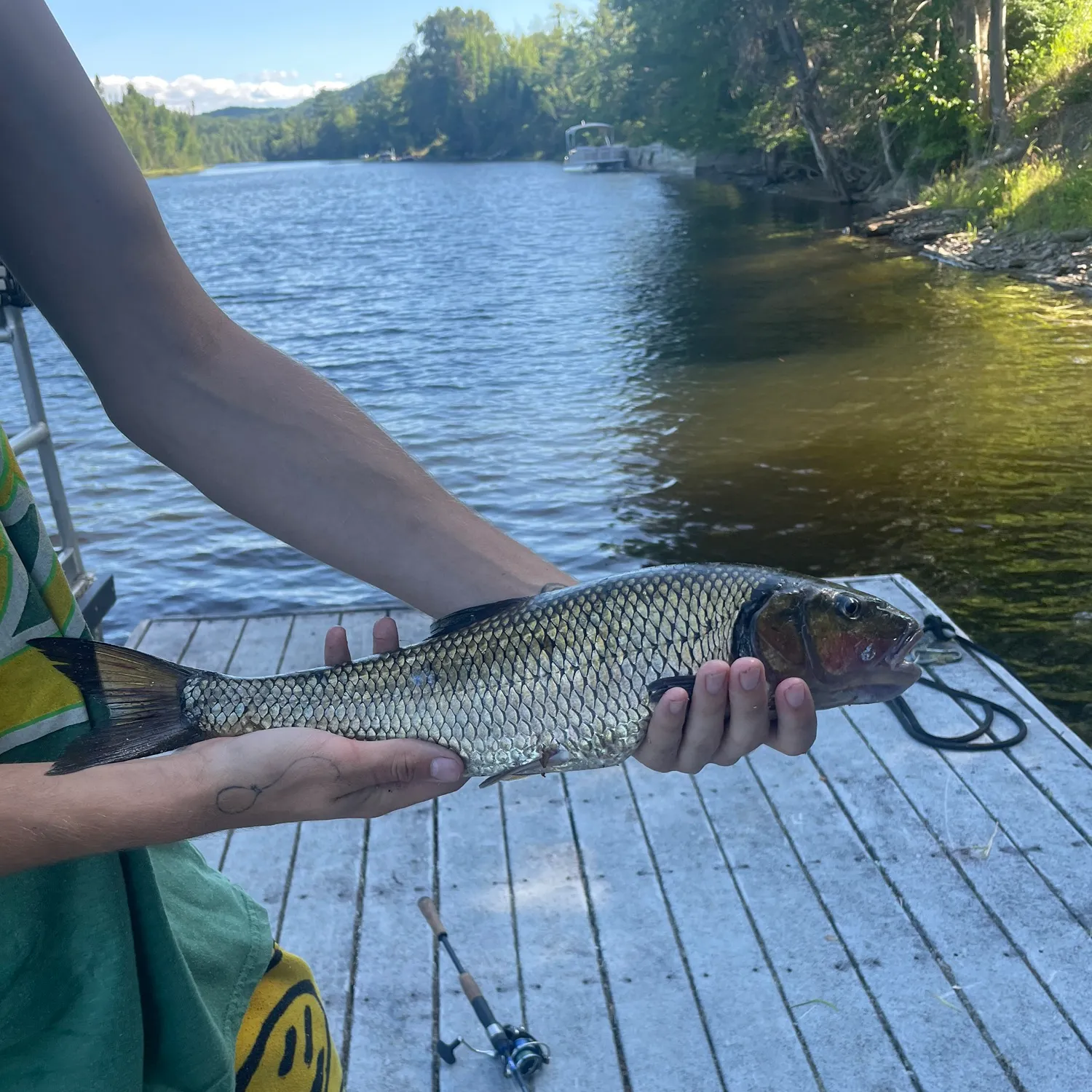 The most recent Fallfish catches on Fishbrain