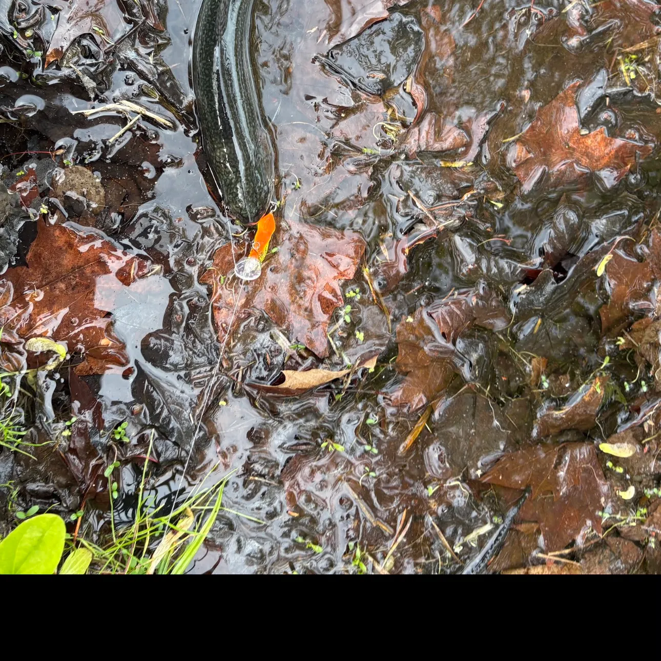 Brook trout caught on Fishbrain