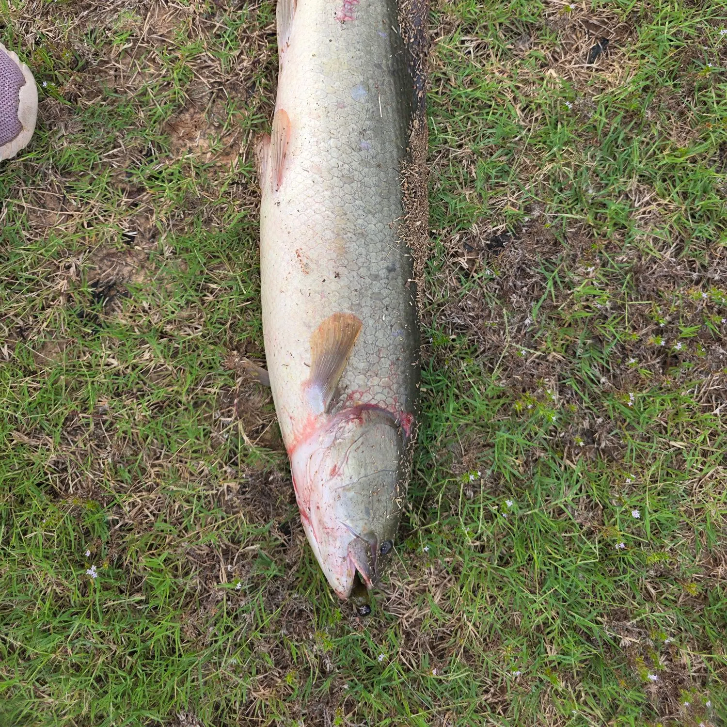 Eyetail bowfin caught on Fishbrain