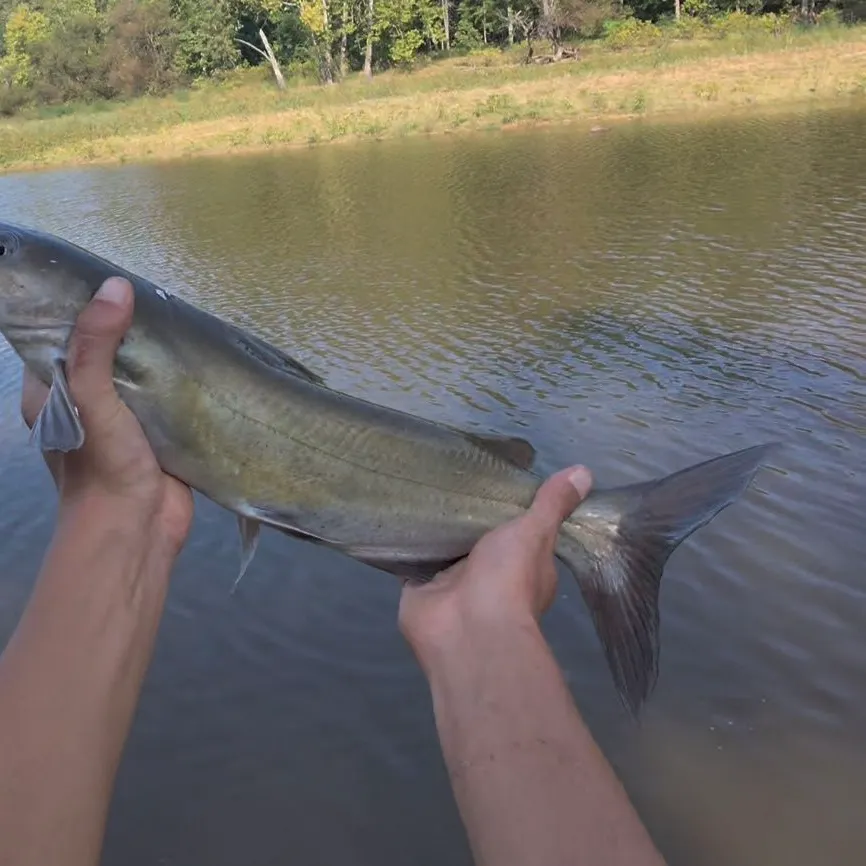 Channel catfish caught on Fishbrain