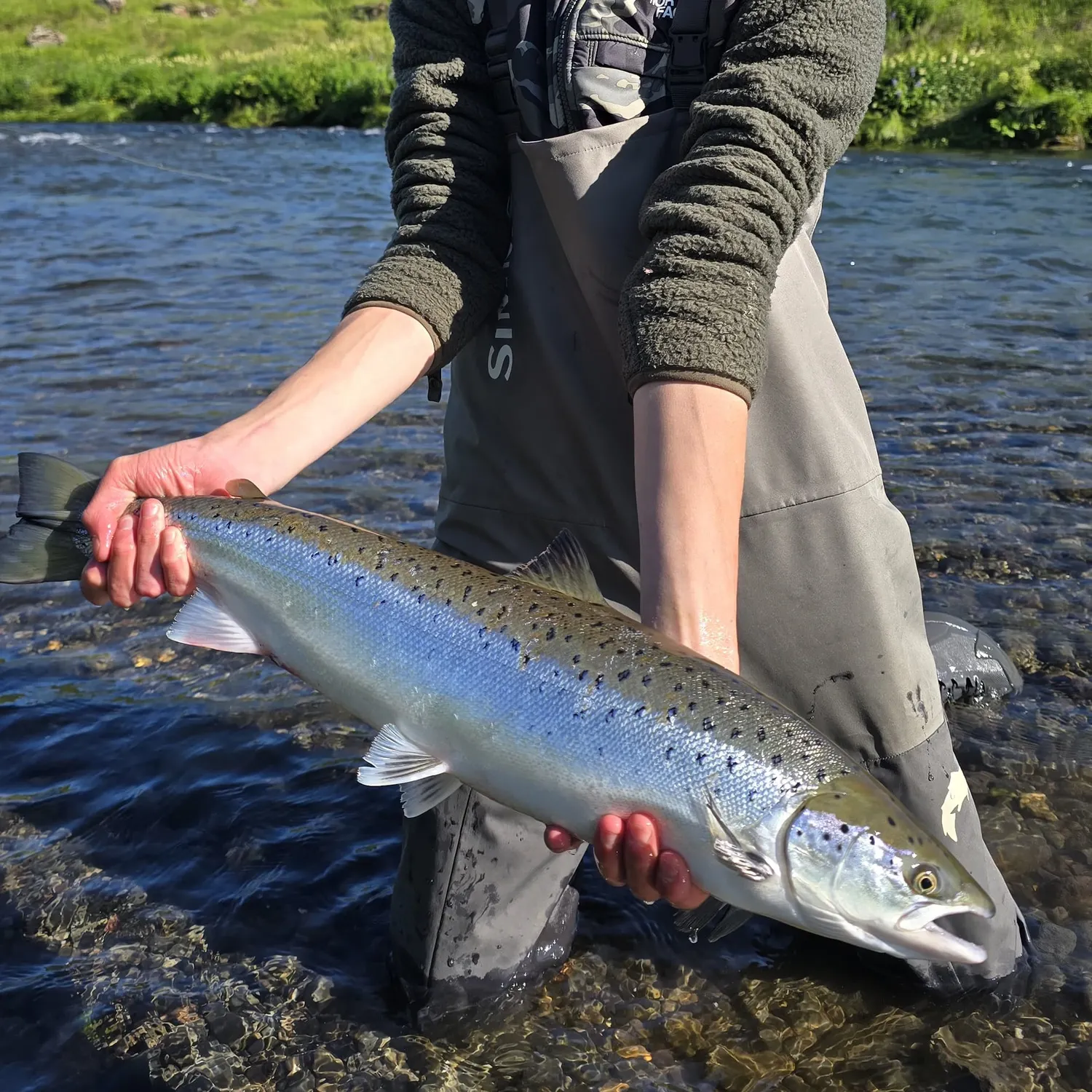 Atlantic salmon caught on Fishbrain