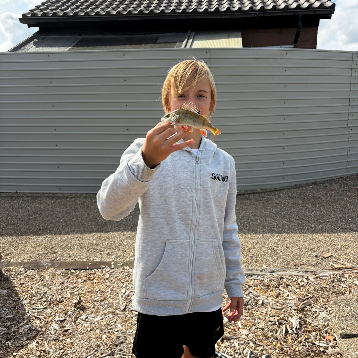 European perch caught on Fishbrain