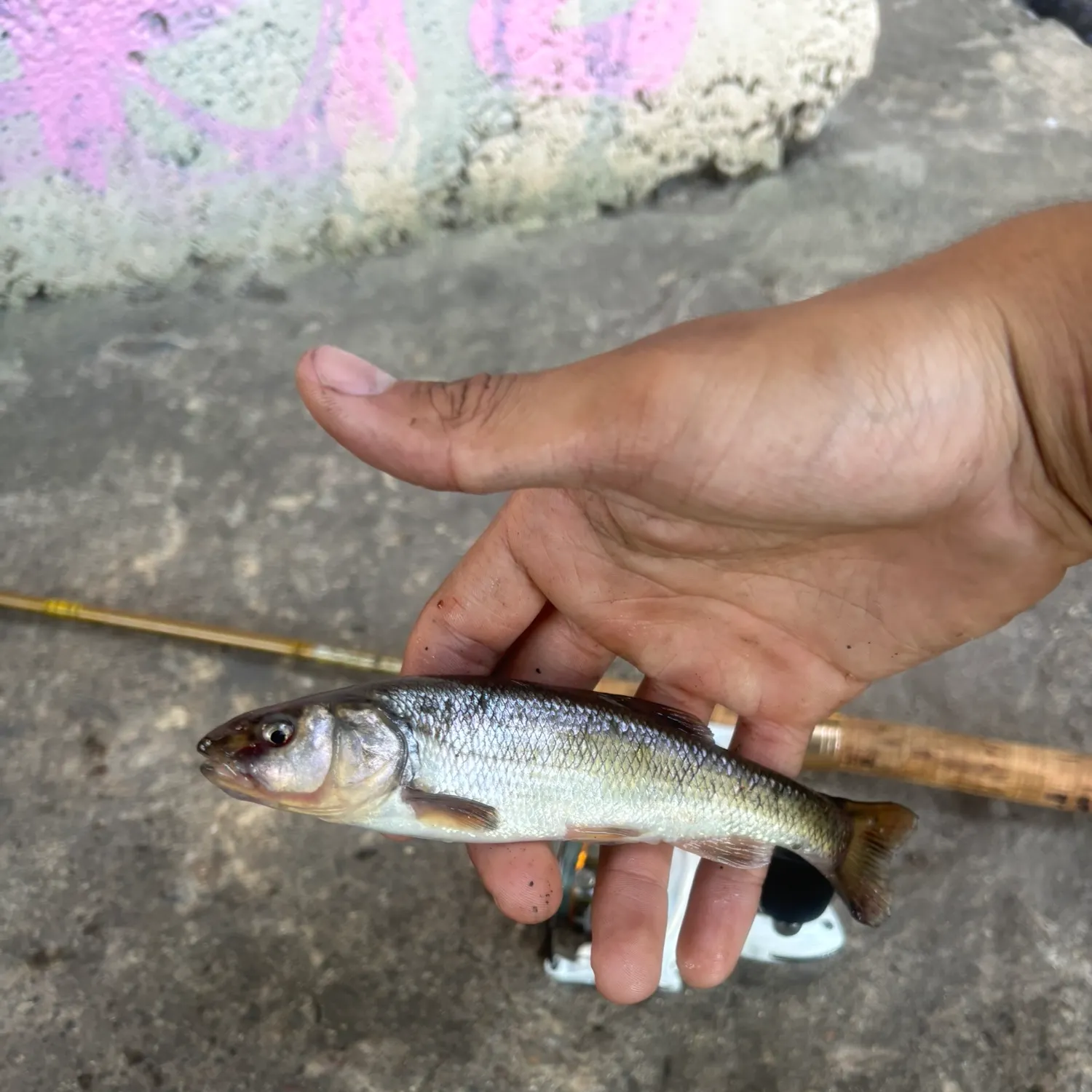 Creek chub caught on Fishbrain