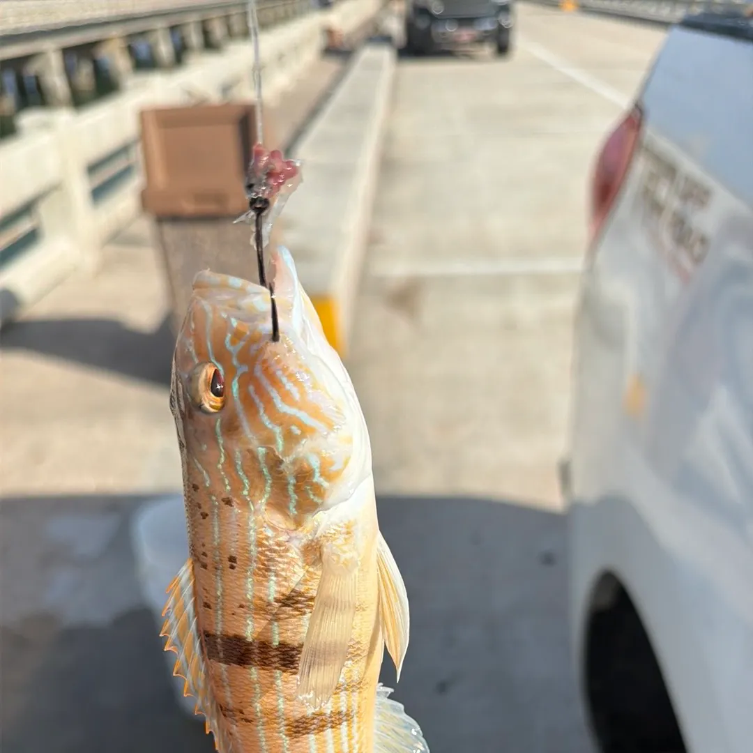 The most recent Sand perch catches on Fishbrain