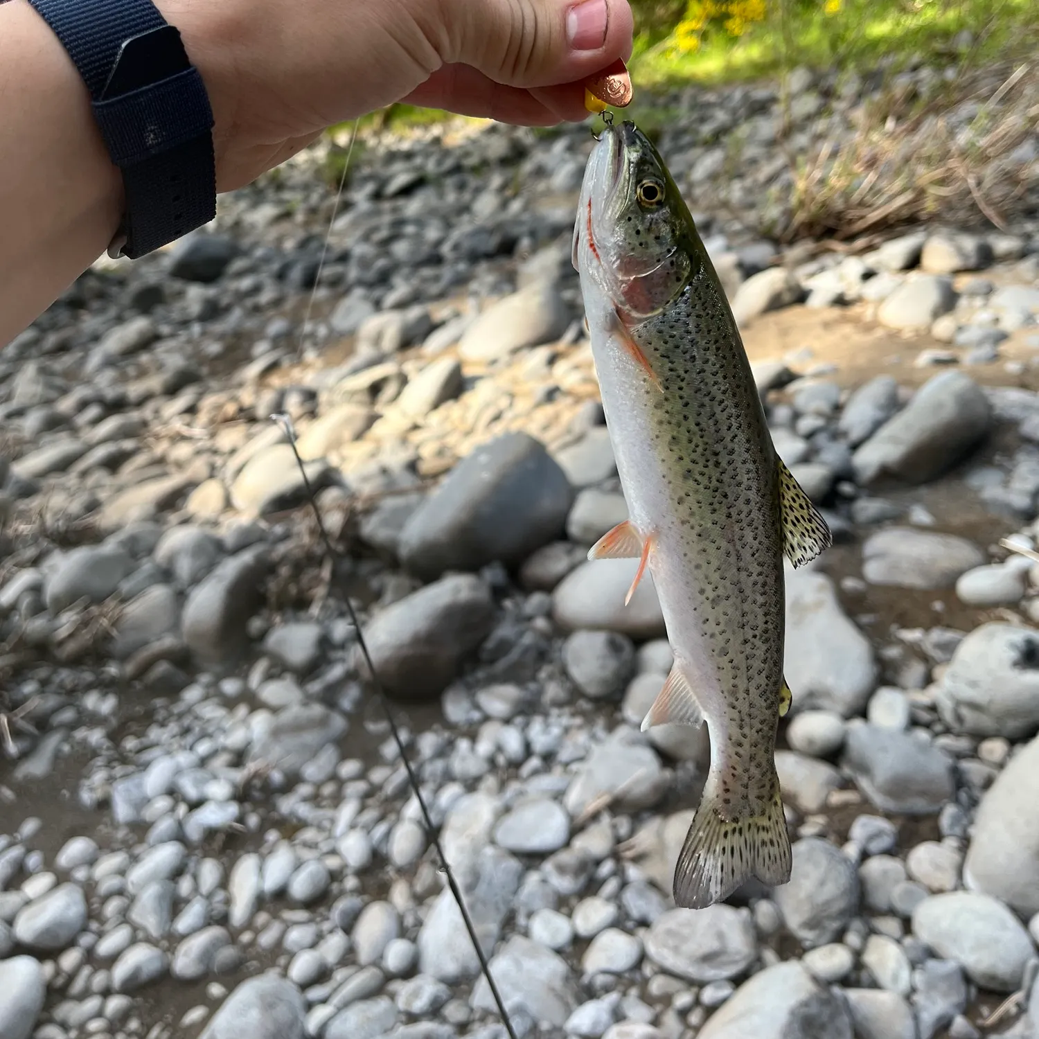 The most recent Coastal cutthroat trout catches on Fishbrain