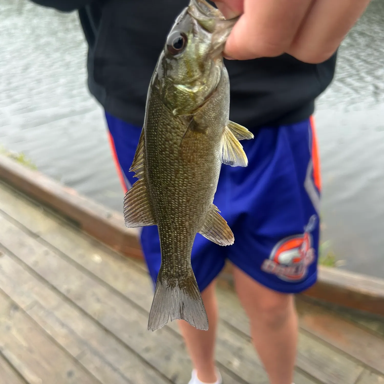 Smallmouth bass caught on Fishbrain