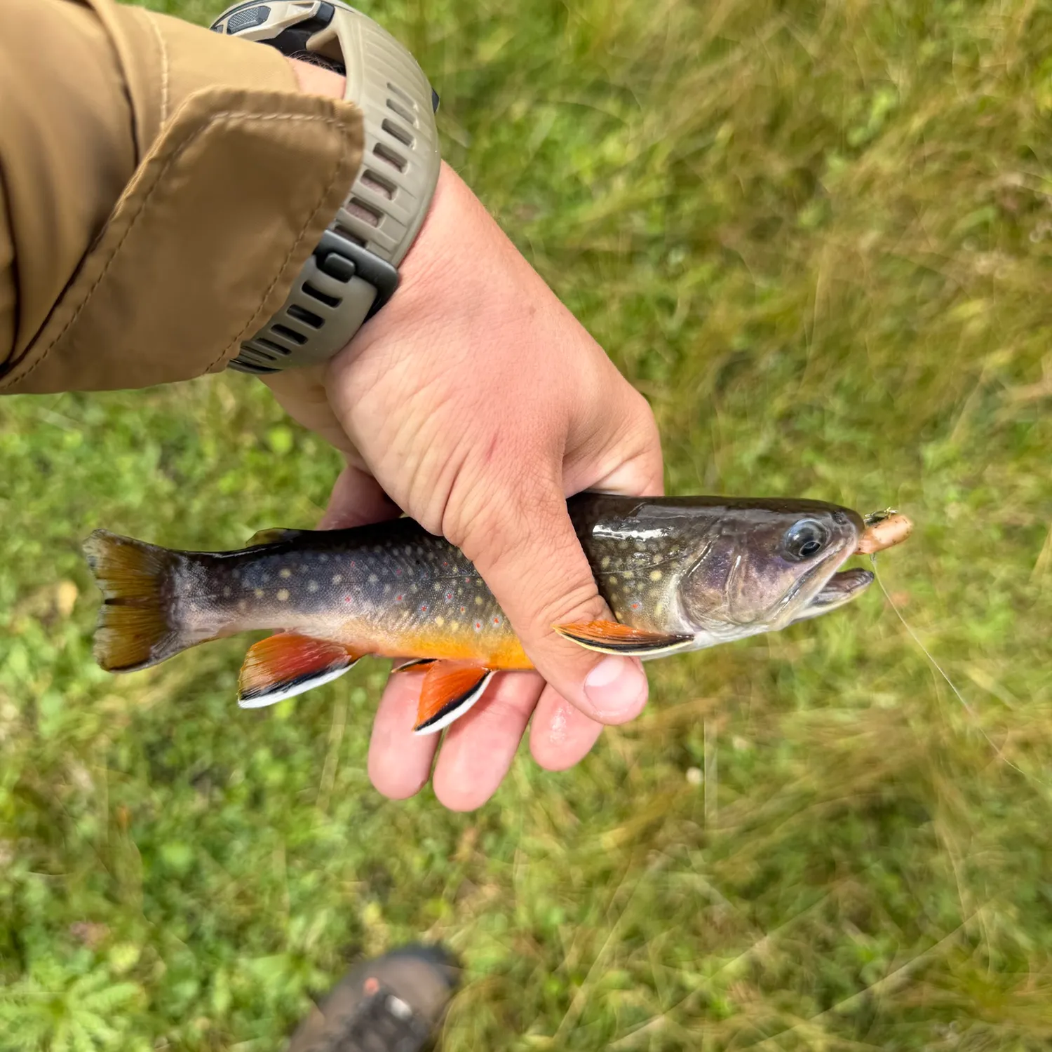 Brook trout caught on Fishbrain