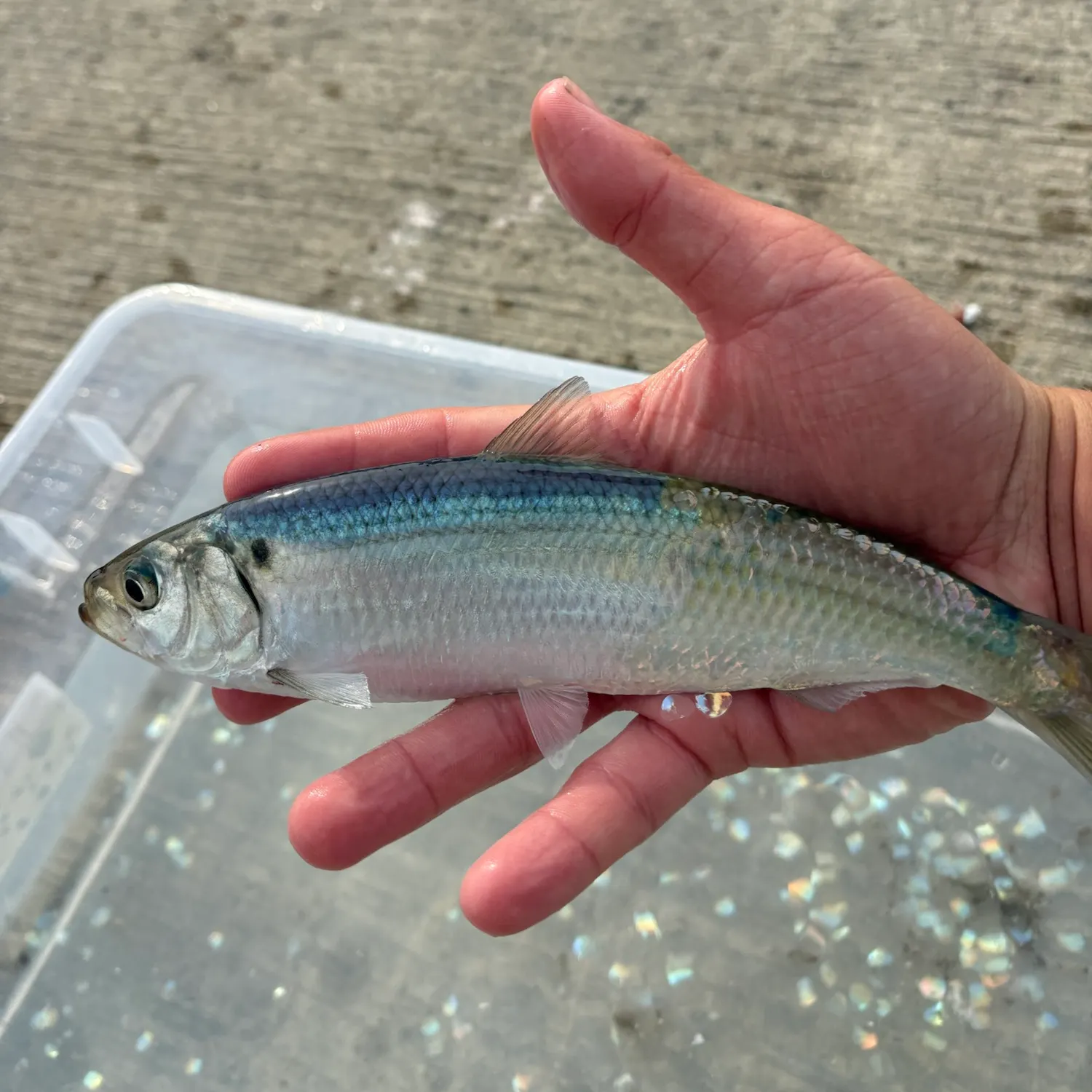 The most recent Blueback shad catches on Fishbrain