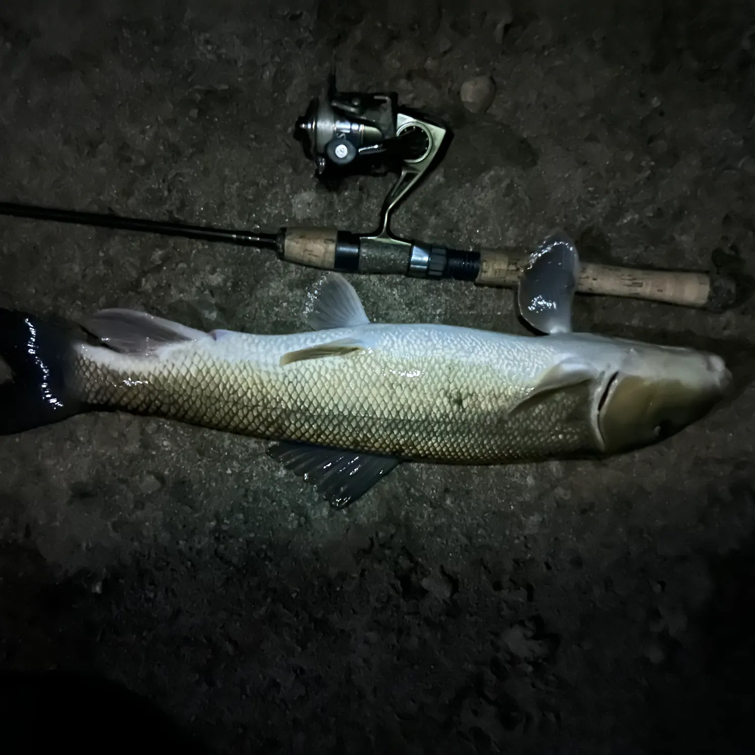 The most recent White sucker catches on Fishbrain