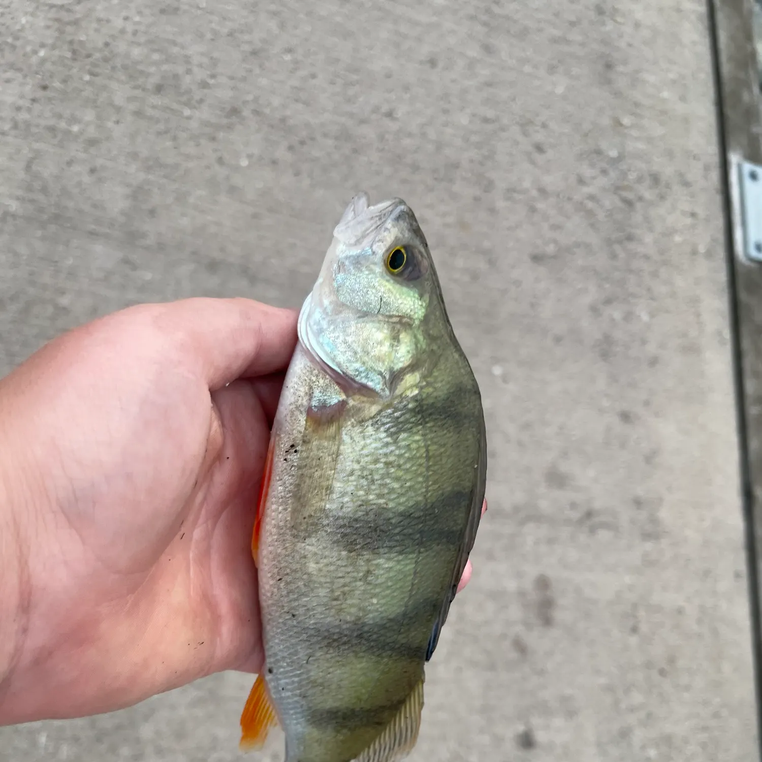 European perch caught on Fishbrain