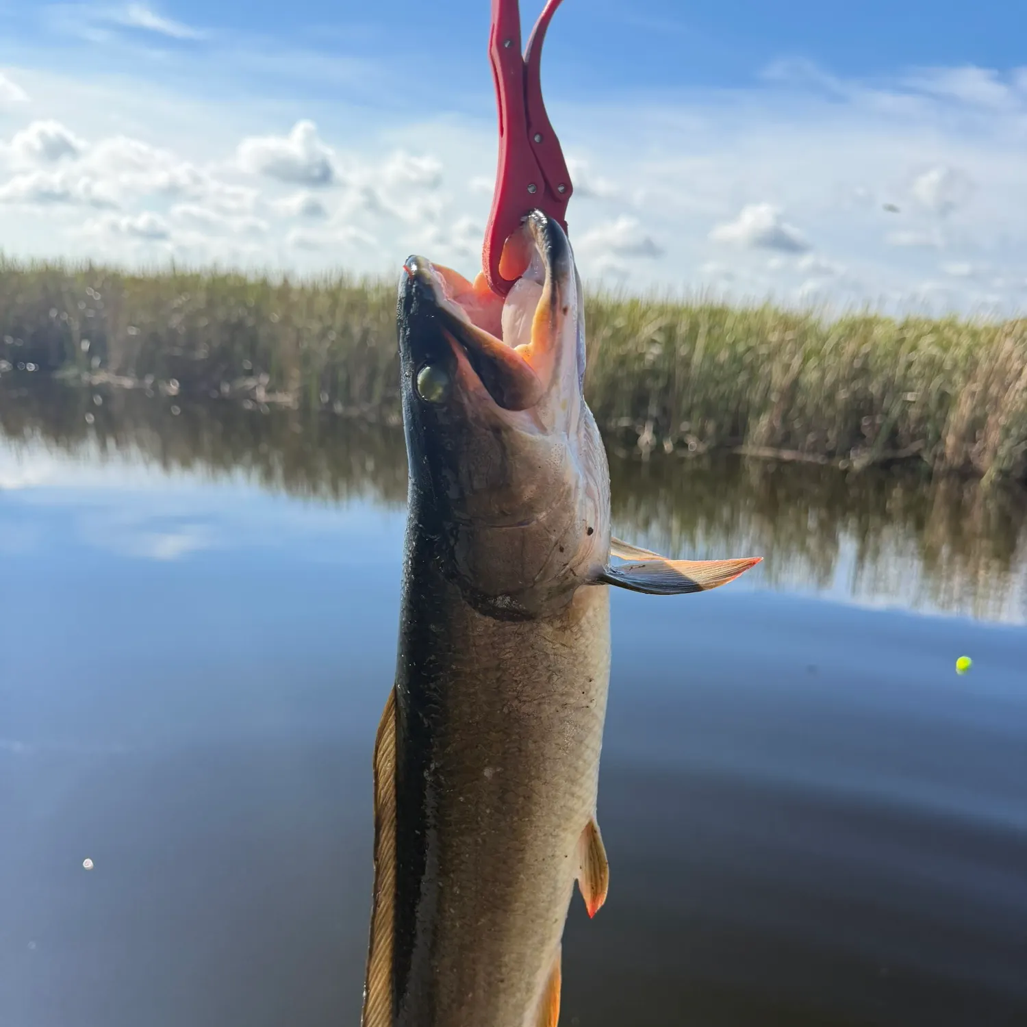 Ruddy bowfin caught on Fishbrain