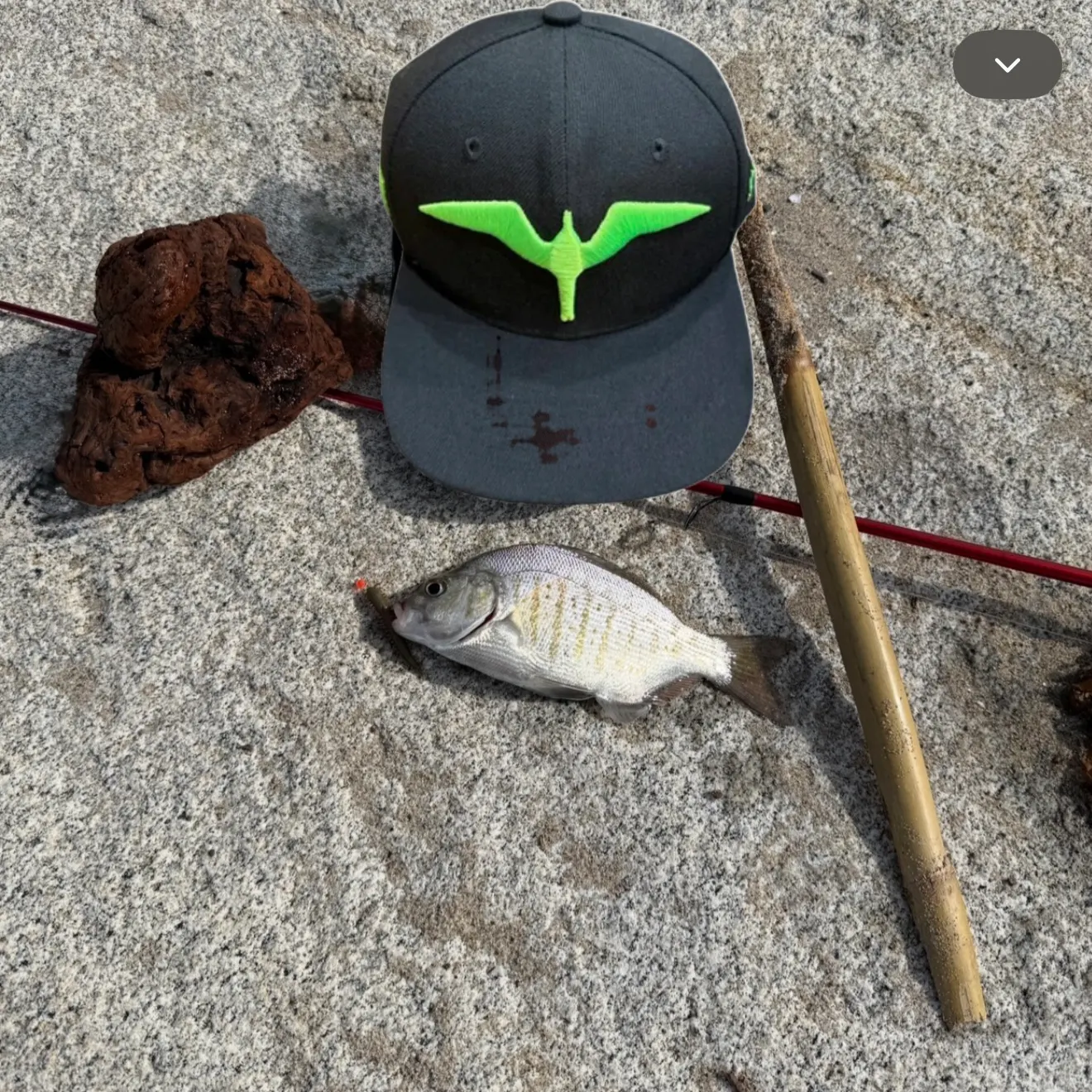 The most recent Barred surfperch catches on Fishbrain
