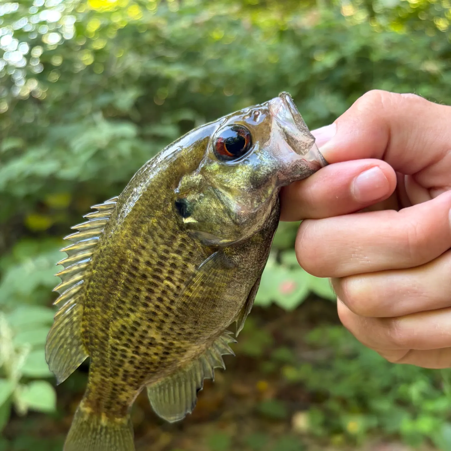 Rock bass caught on Fishbrain