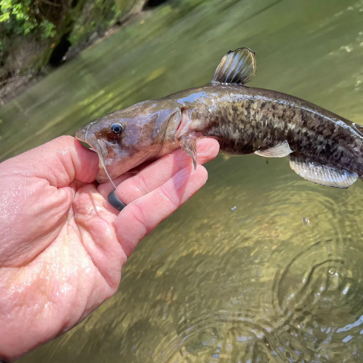 The most recent Flat bullhead catches on Fishbrain