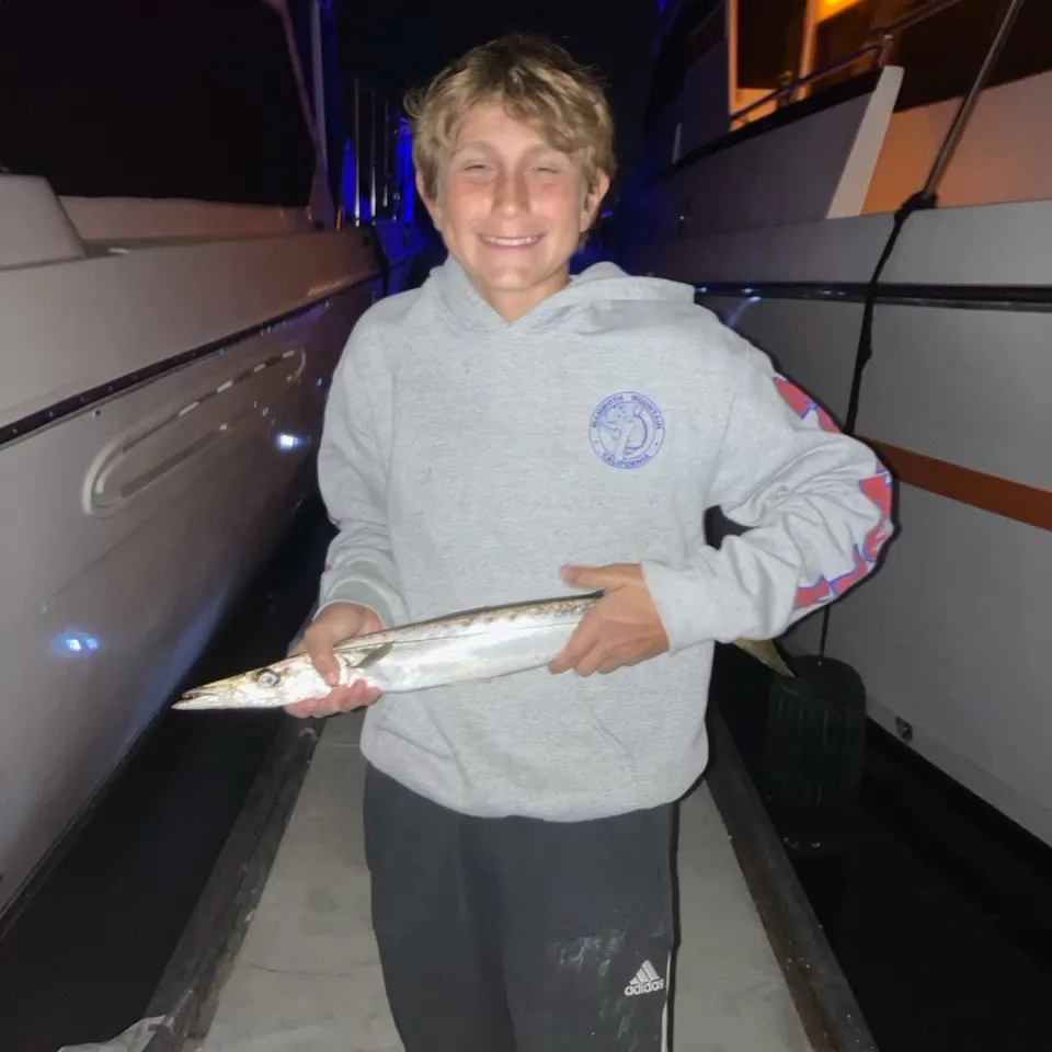 The most recent Pacific barracuda catches on Fishbrain