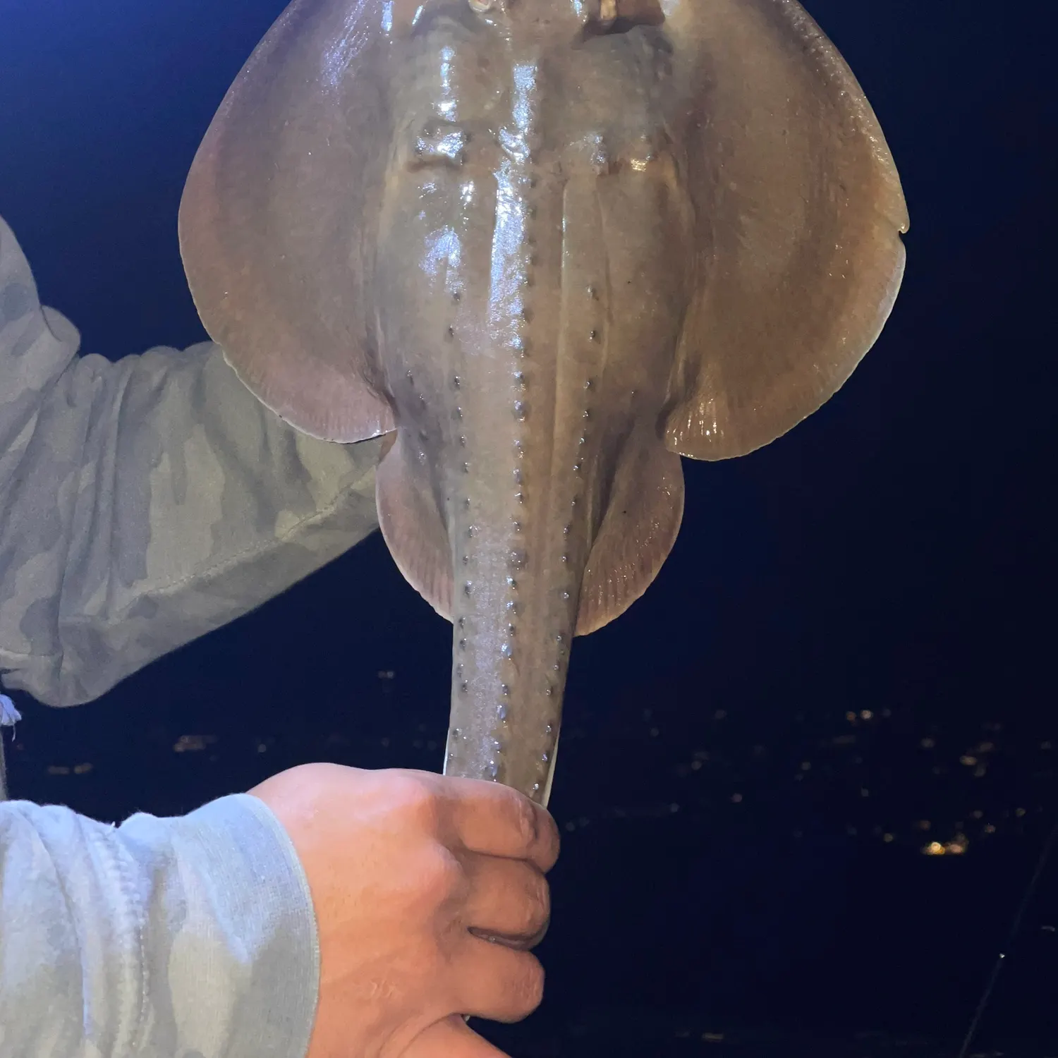 The most recent Thornback ray catches on Fishbrain