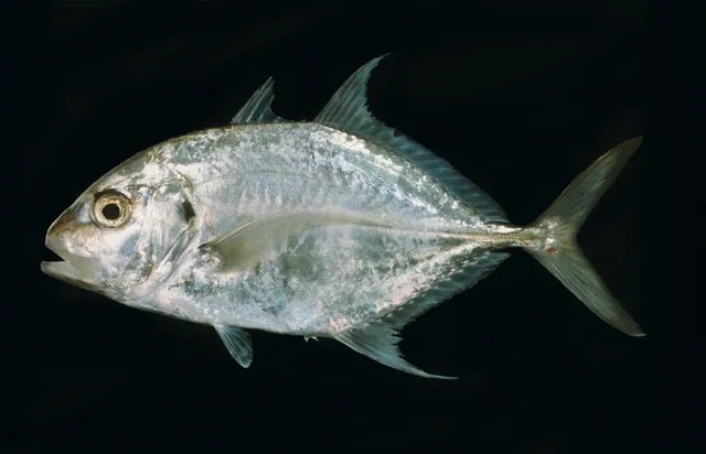 Longnose trevally