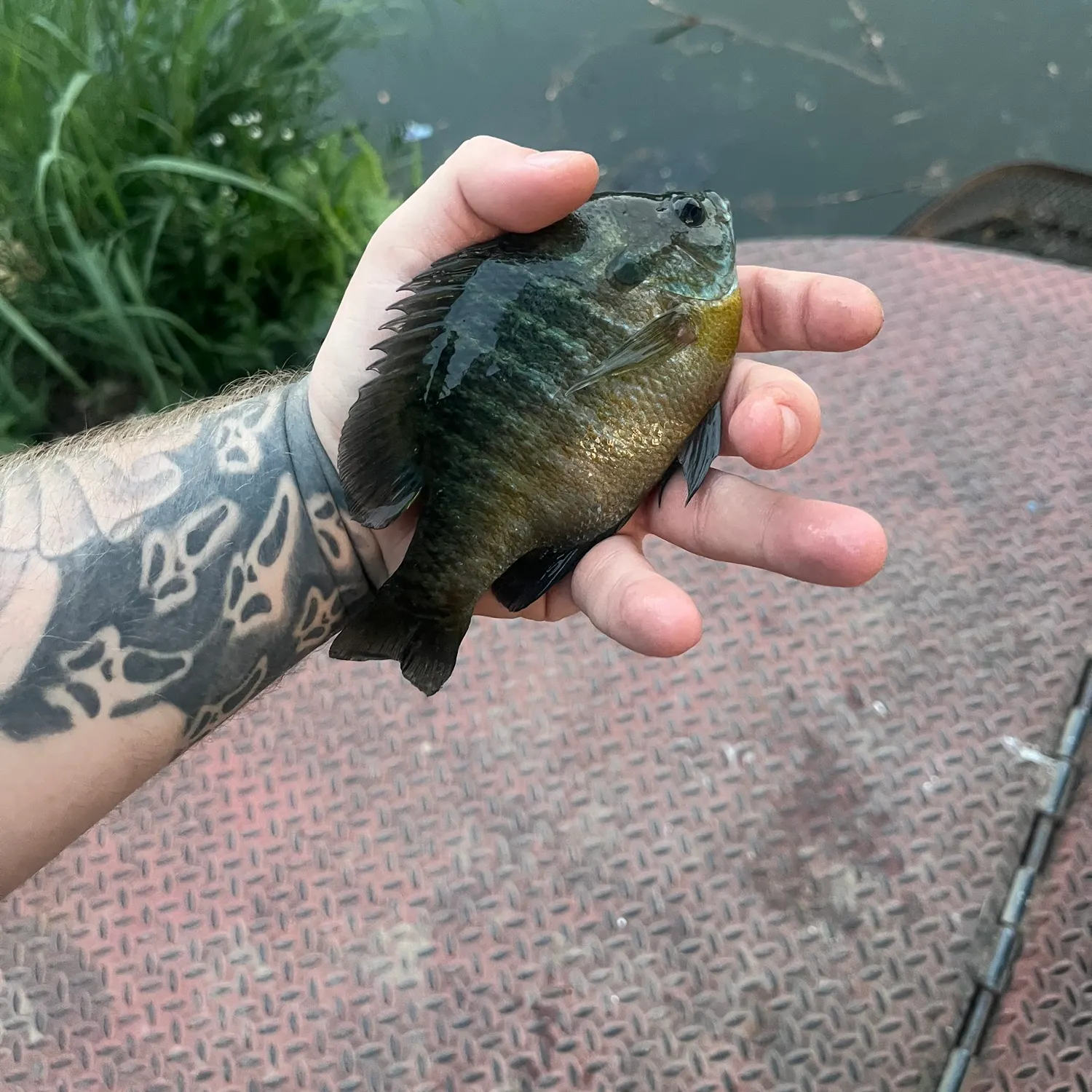 catch