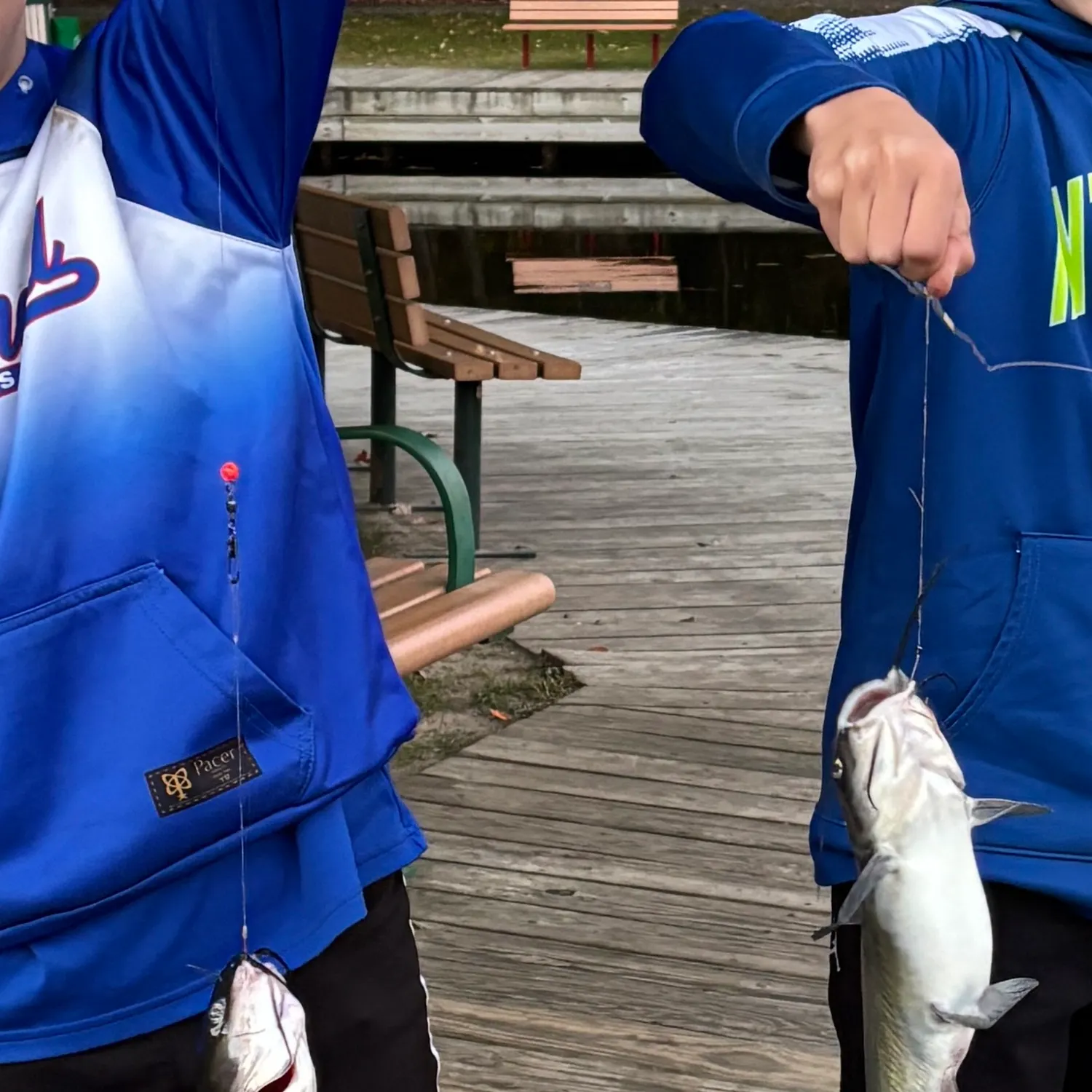 Channel catfish caught on Fishbrain