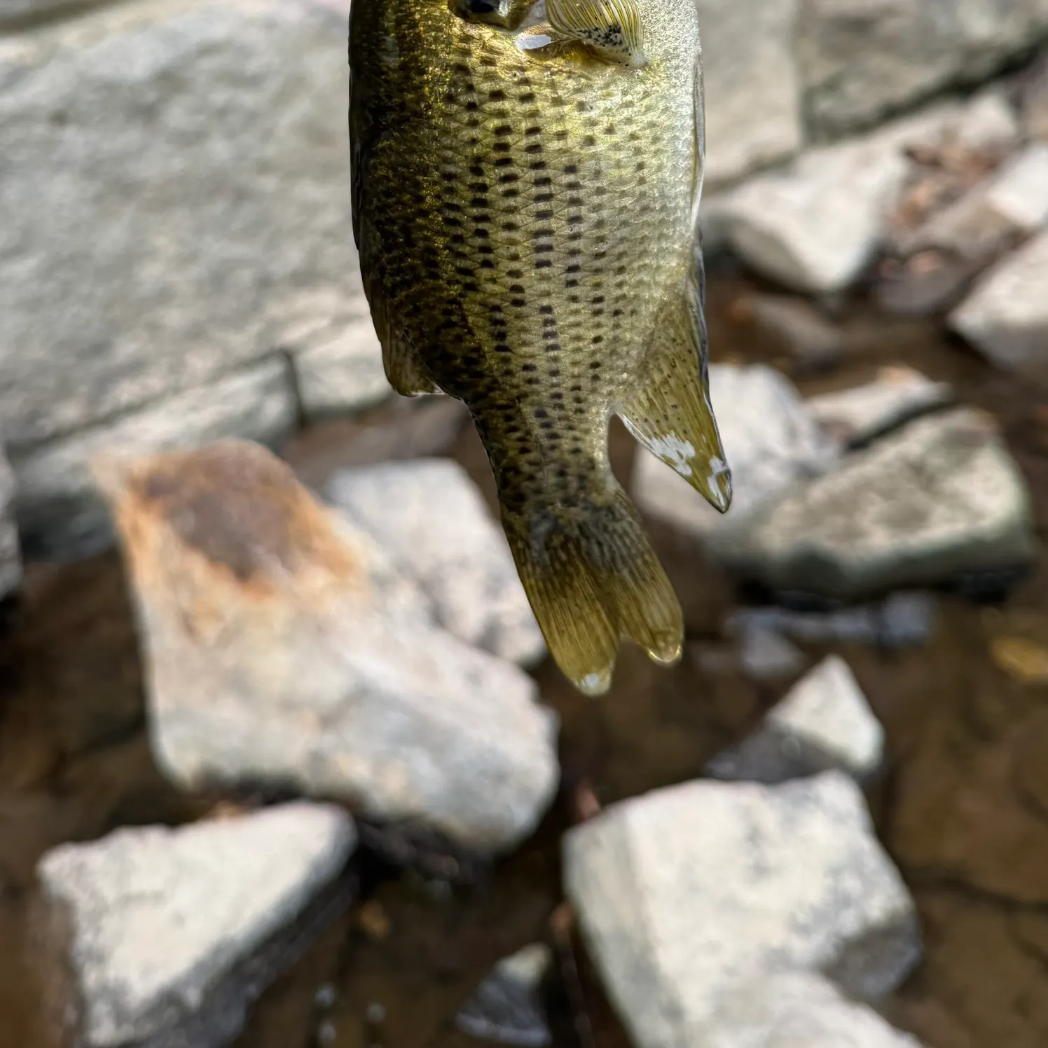 Rock bass caught on Fishbrain