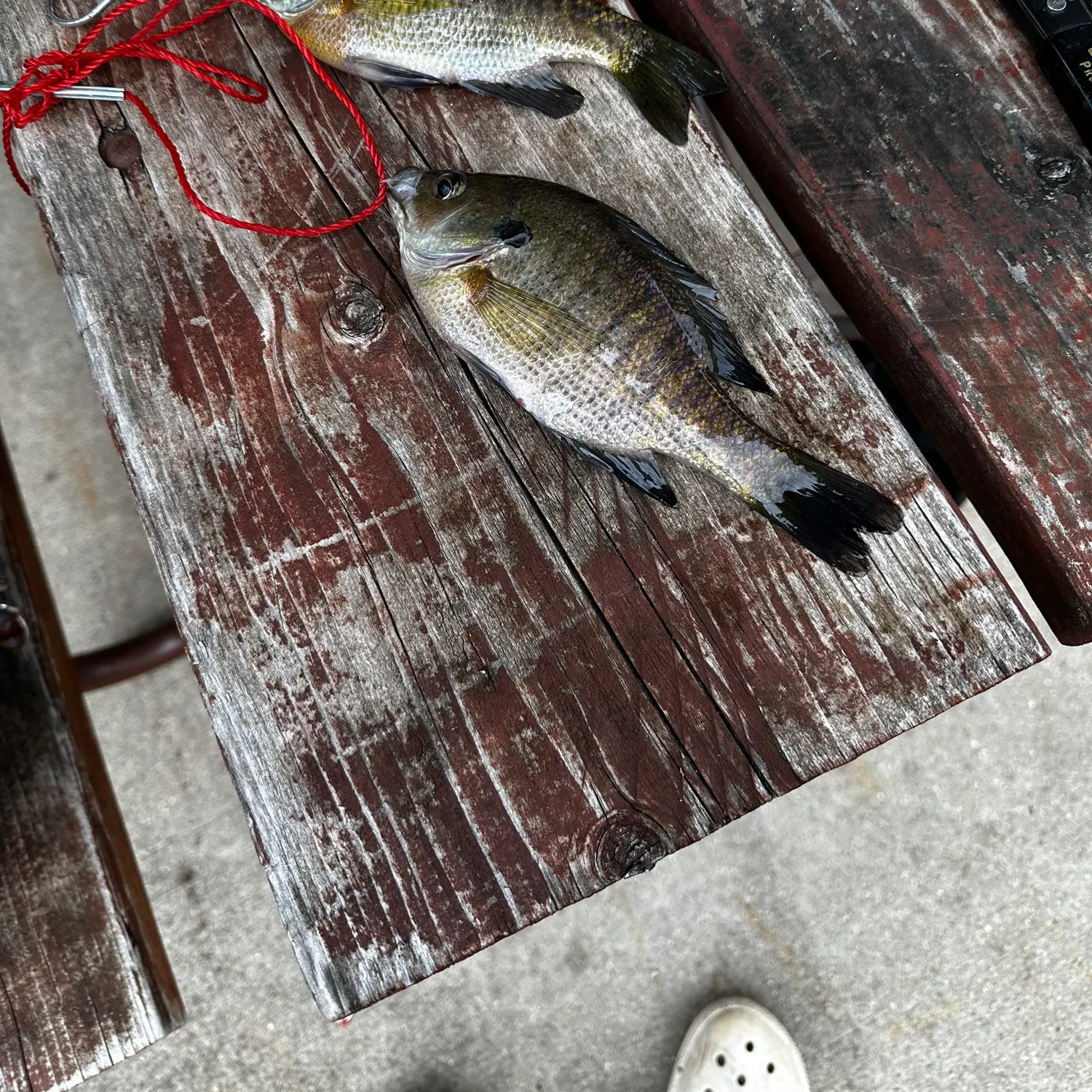 recently logged catches