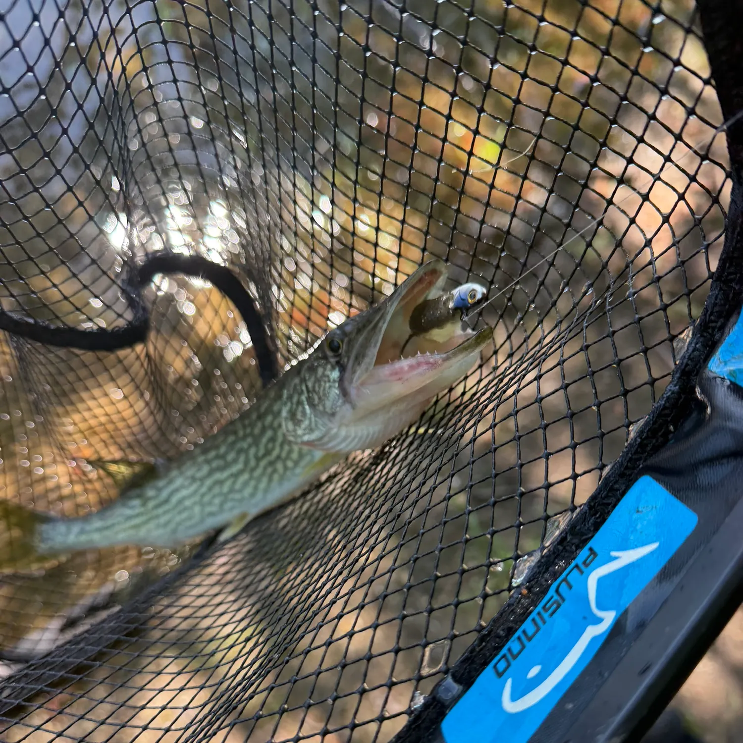 Chain pickerel caught on Fishbrain