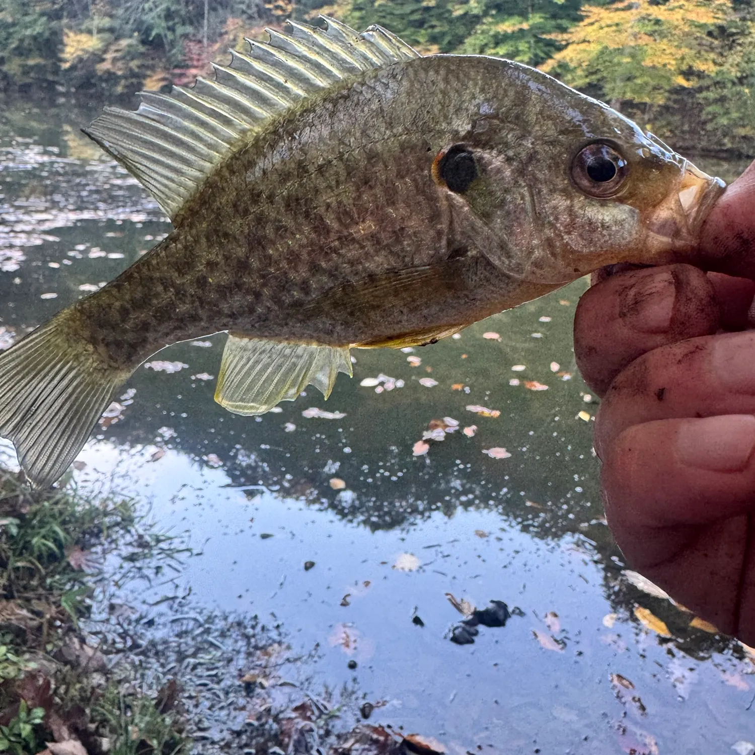 Redear sunfish caught on Fishbrain
