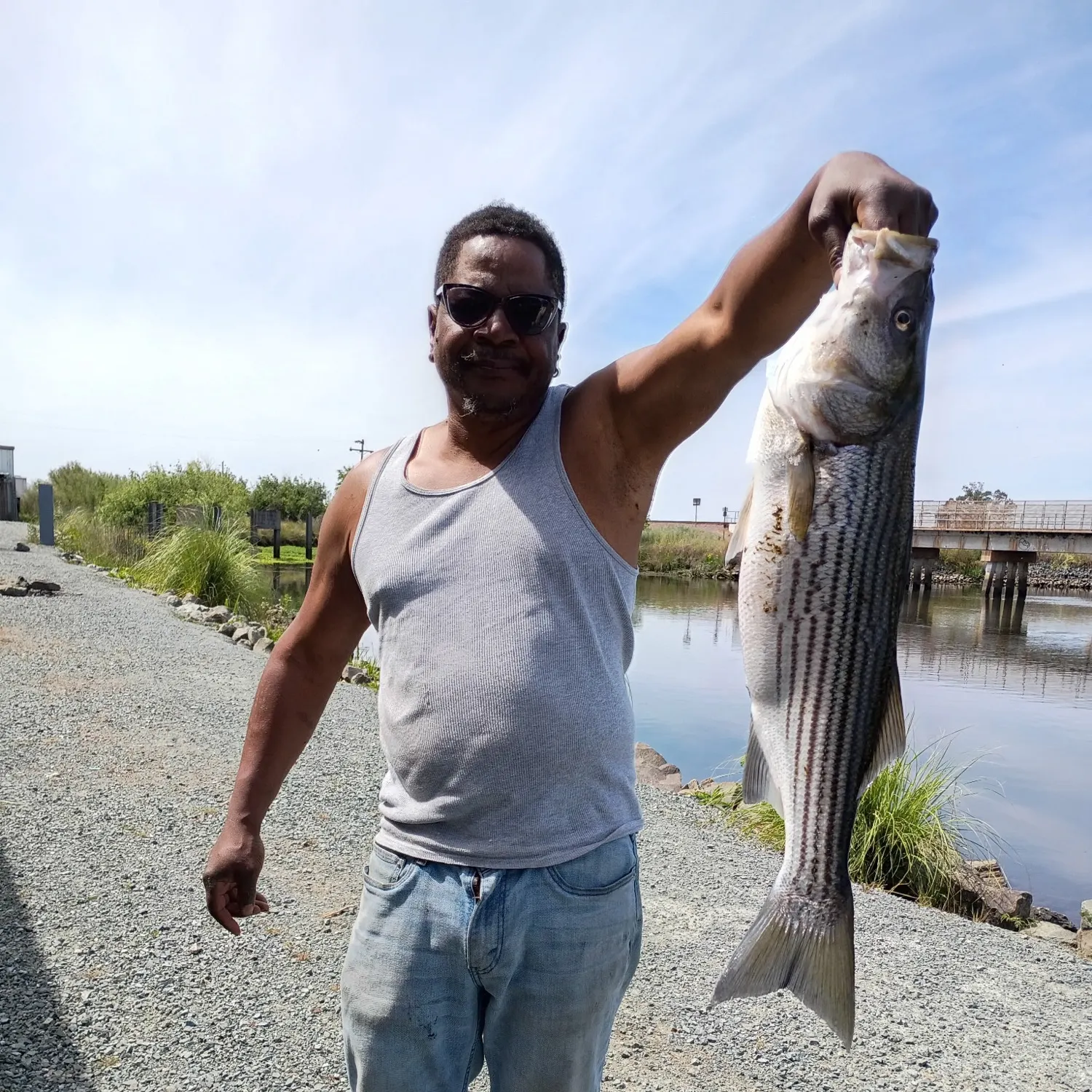 Striped bass caught on Fishbrain