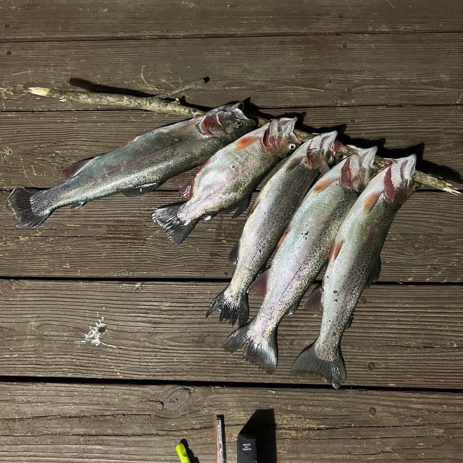 recently logged catches