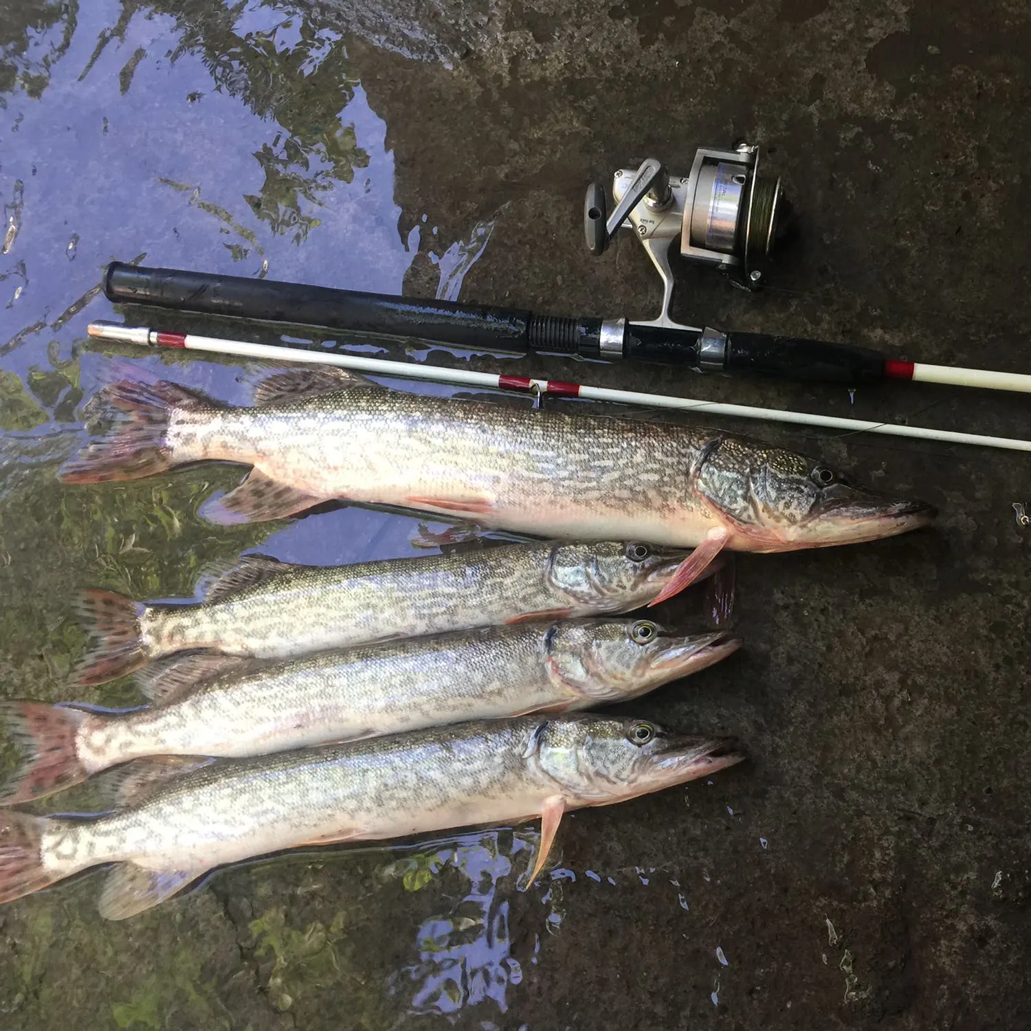 recently logged catches