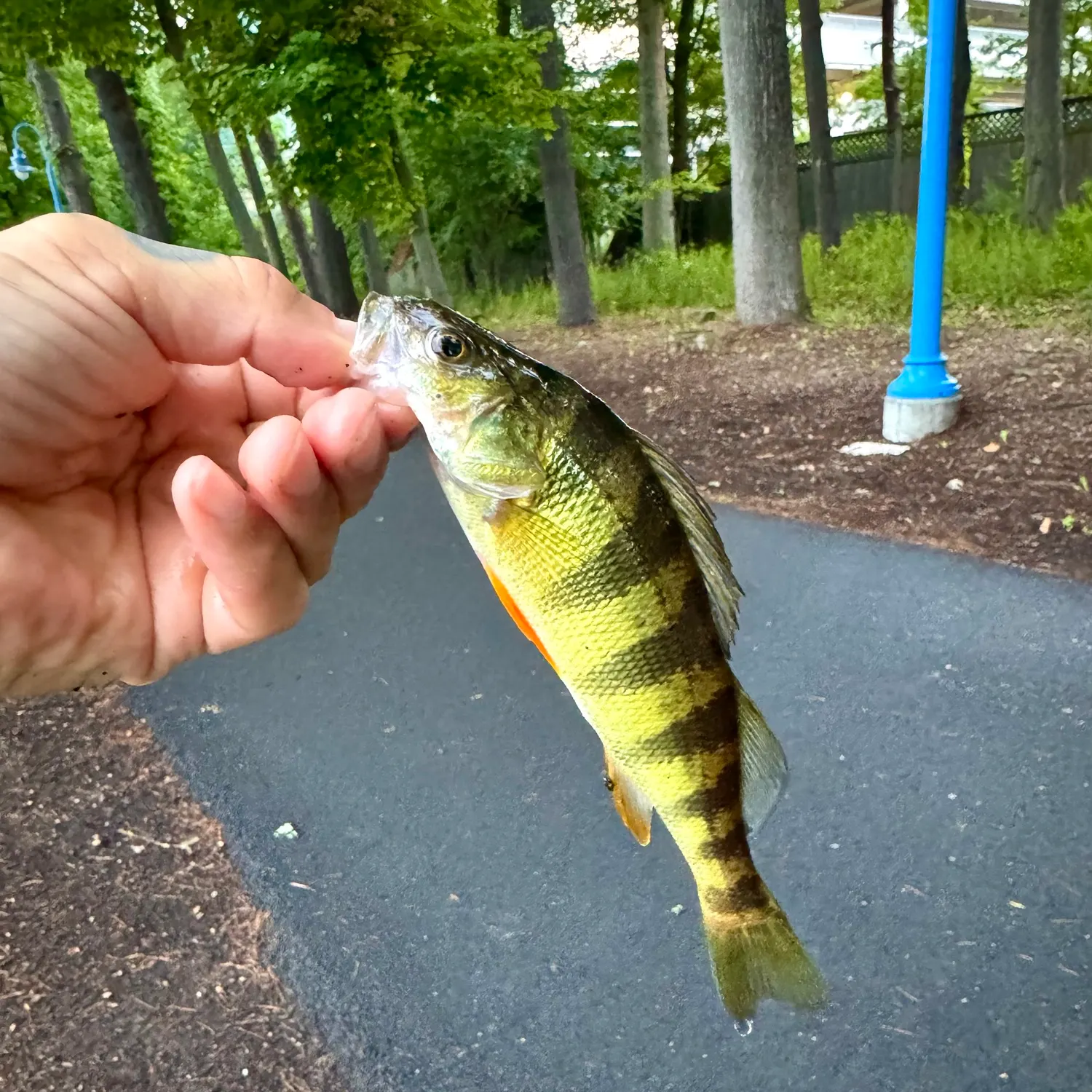 catch