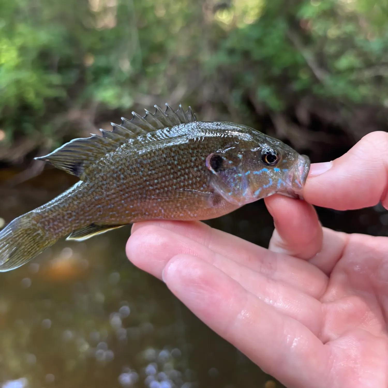 Green sunfish caught on Fishbrain