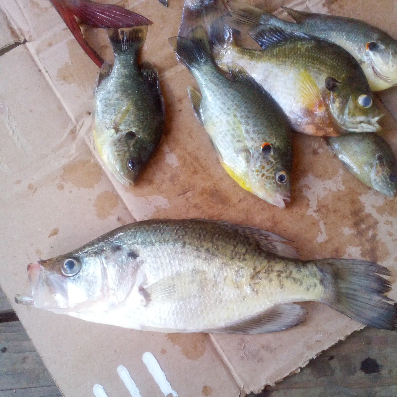 recently logged catches