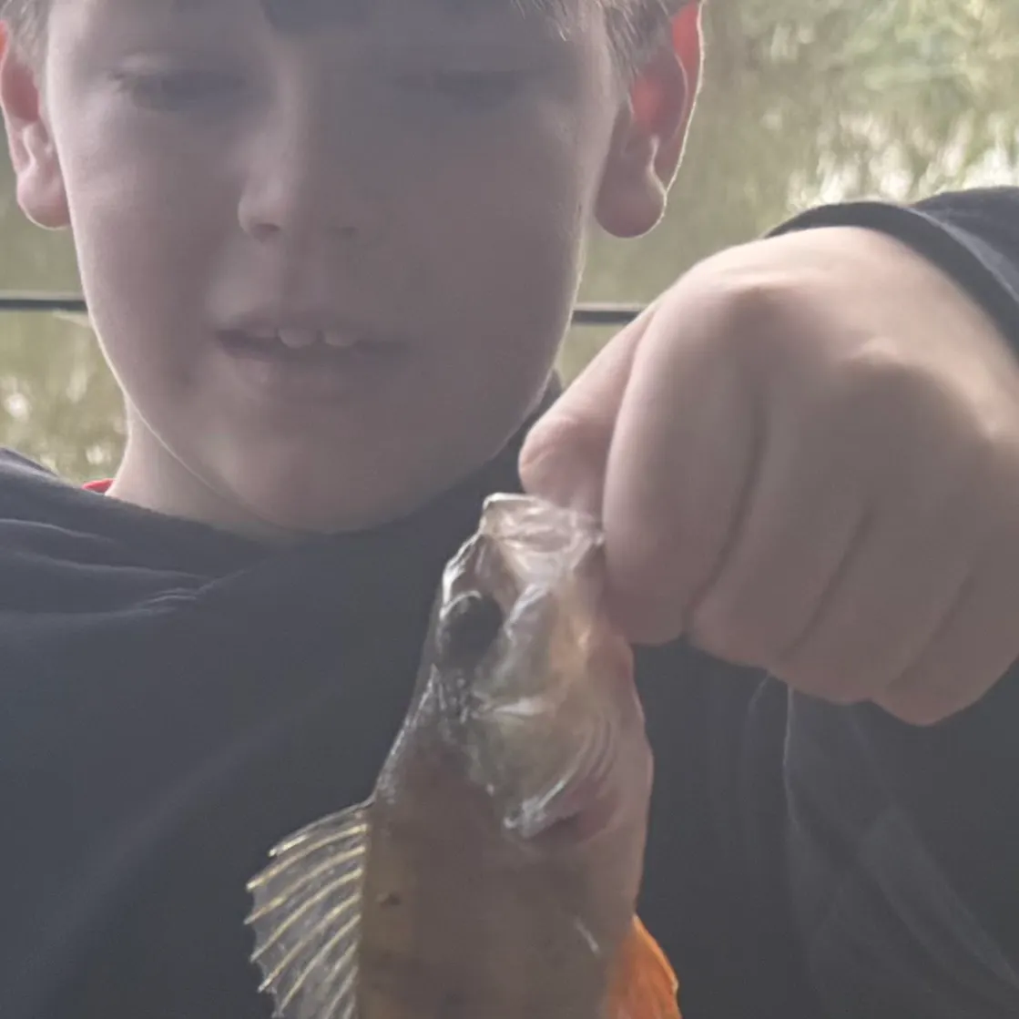 European perch caught on Fishbrain