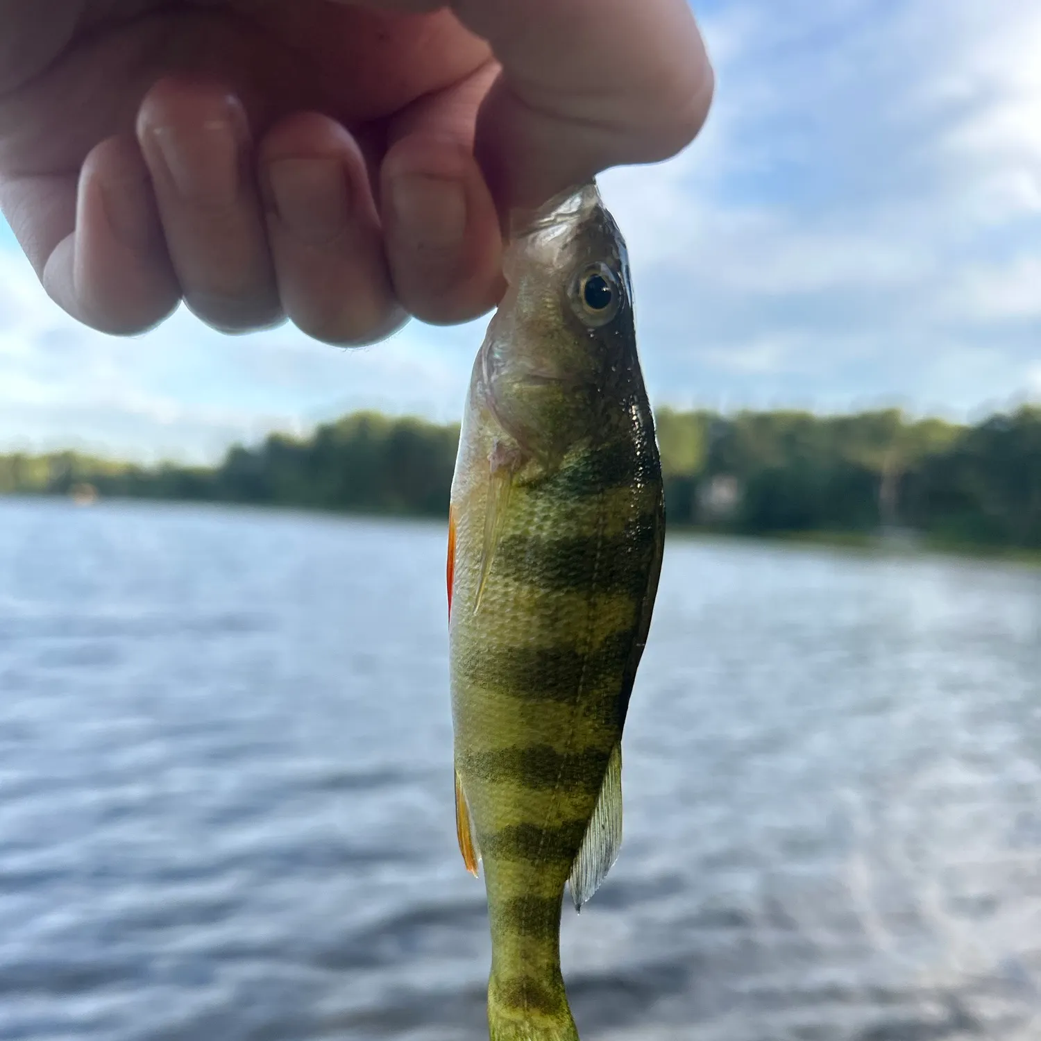 Yellow perch caught on Fishbrain