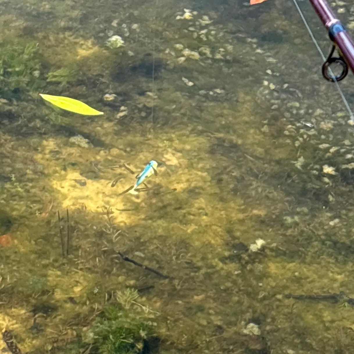 The most recent Fathead minnow catches on Fishbrain