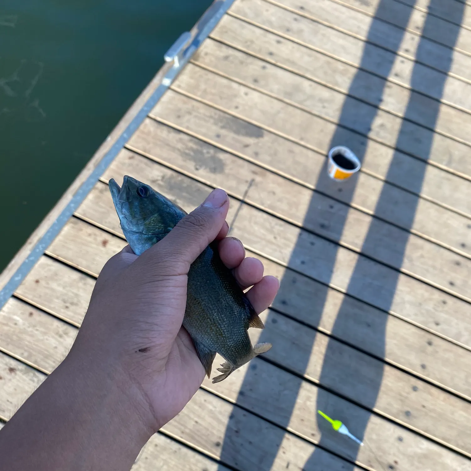 Smallmouth bass caught on Fishbrain