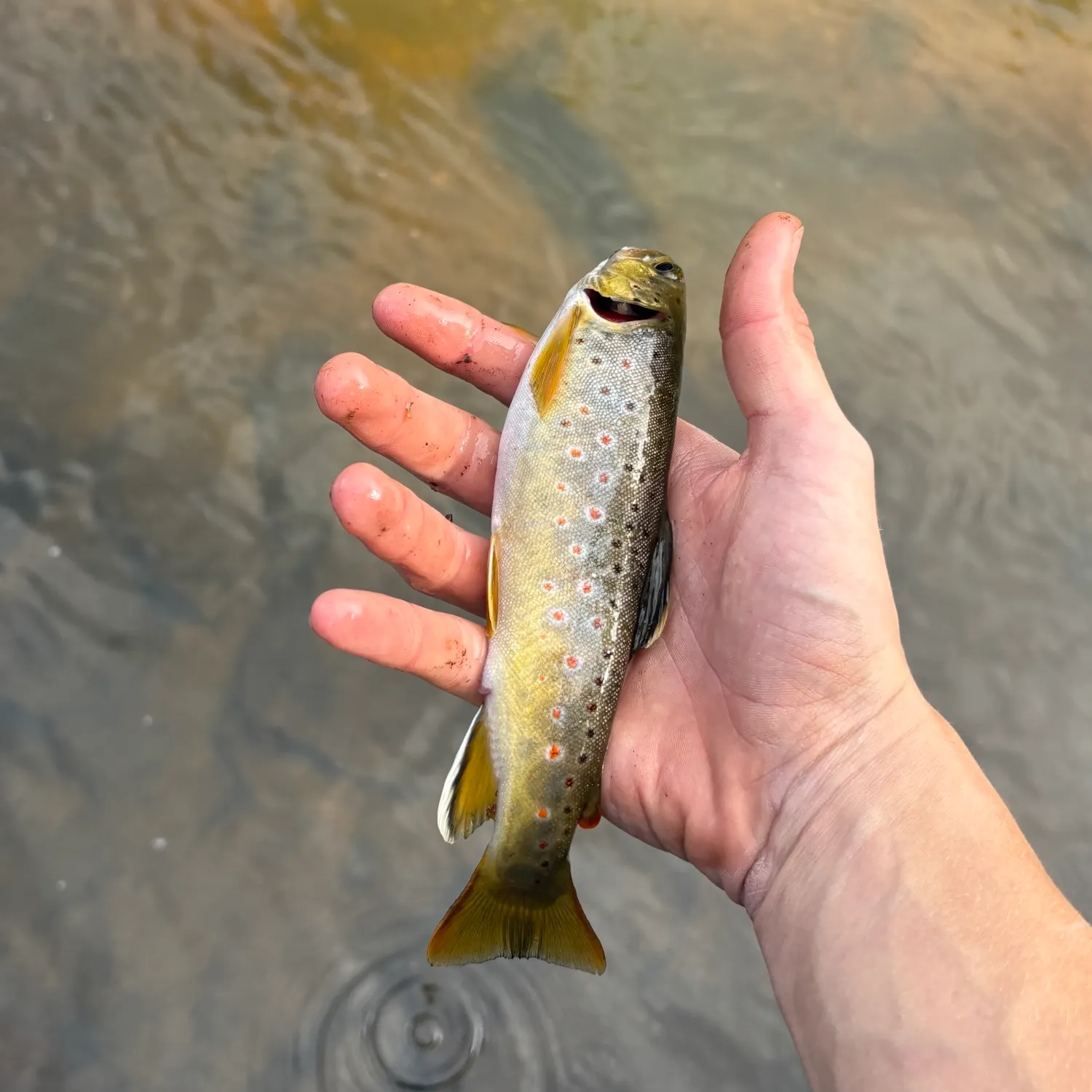 Brown trout caught on Fishbrain