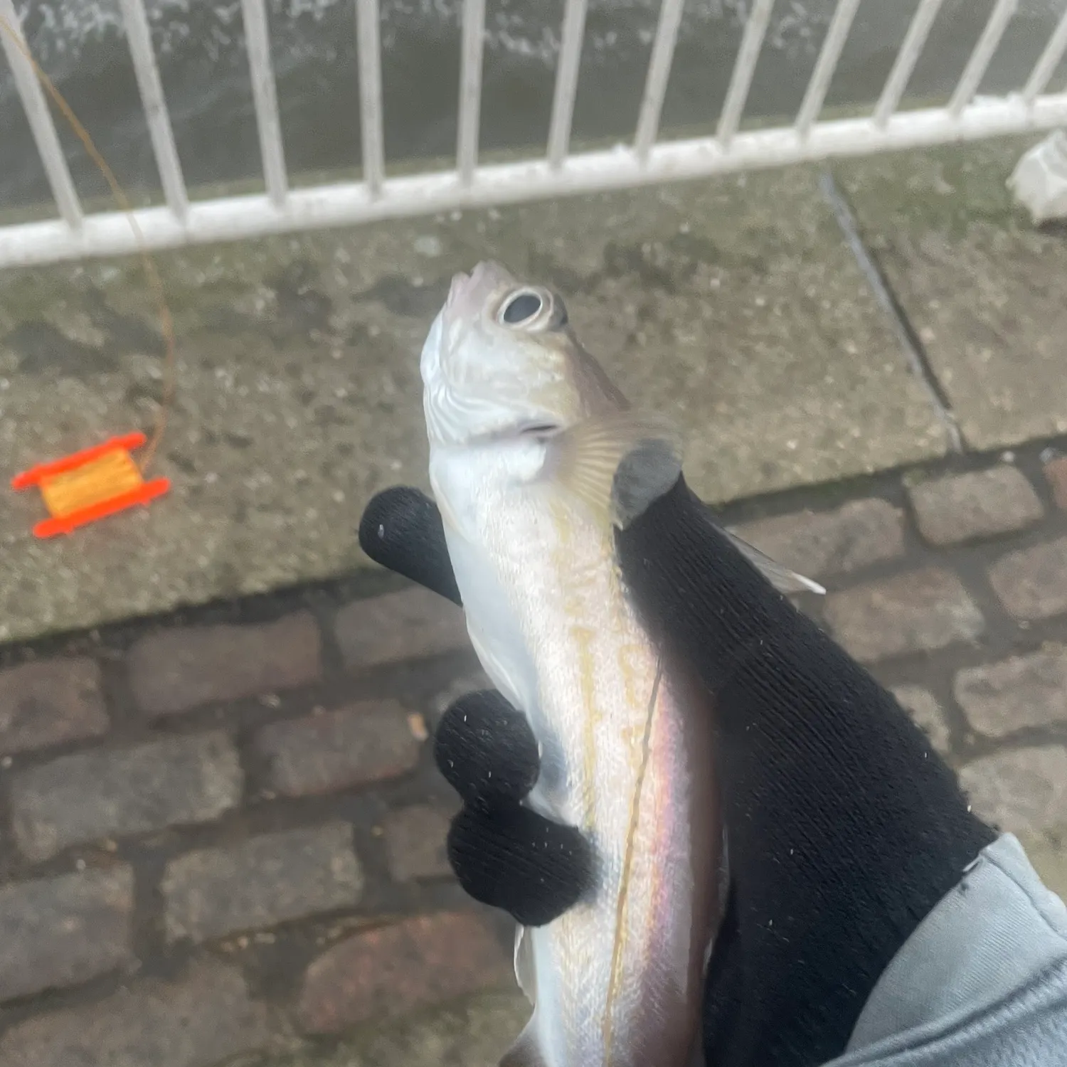 The most recent Whiting catches on Fishbrain