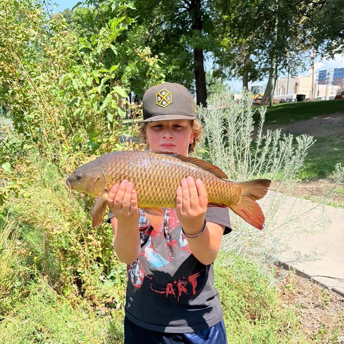 Common carp caught on Fishbrain
