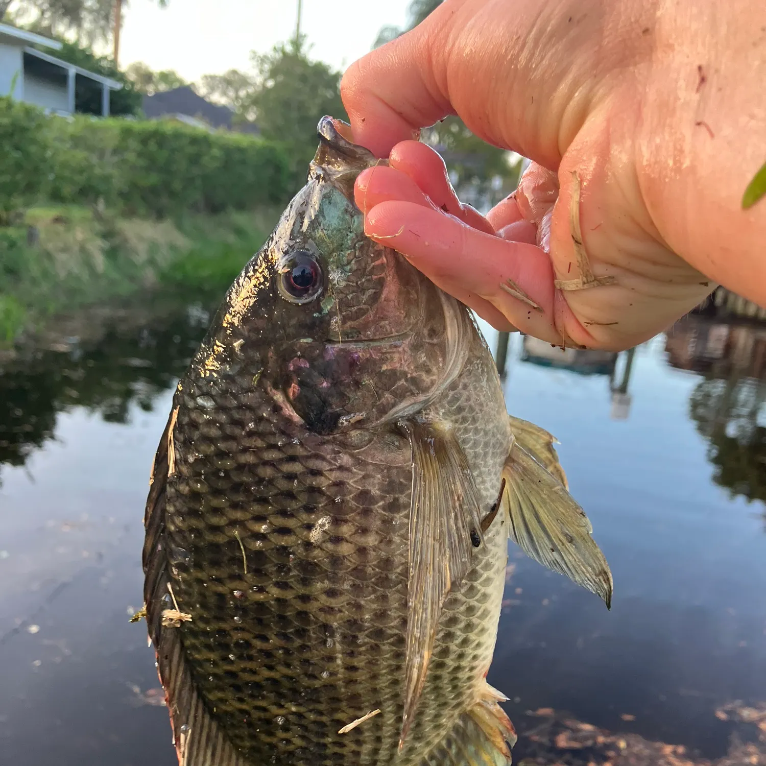 The most recent Nile tilapia catches on Fishbrain