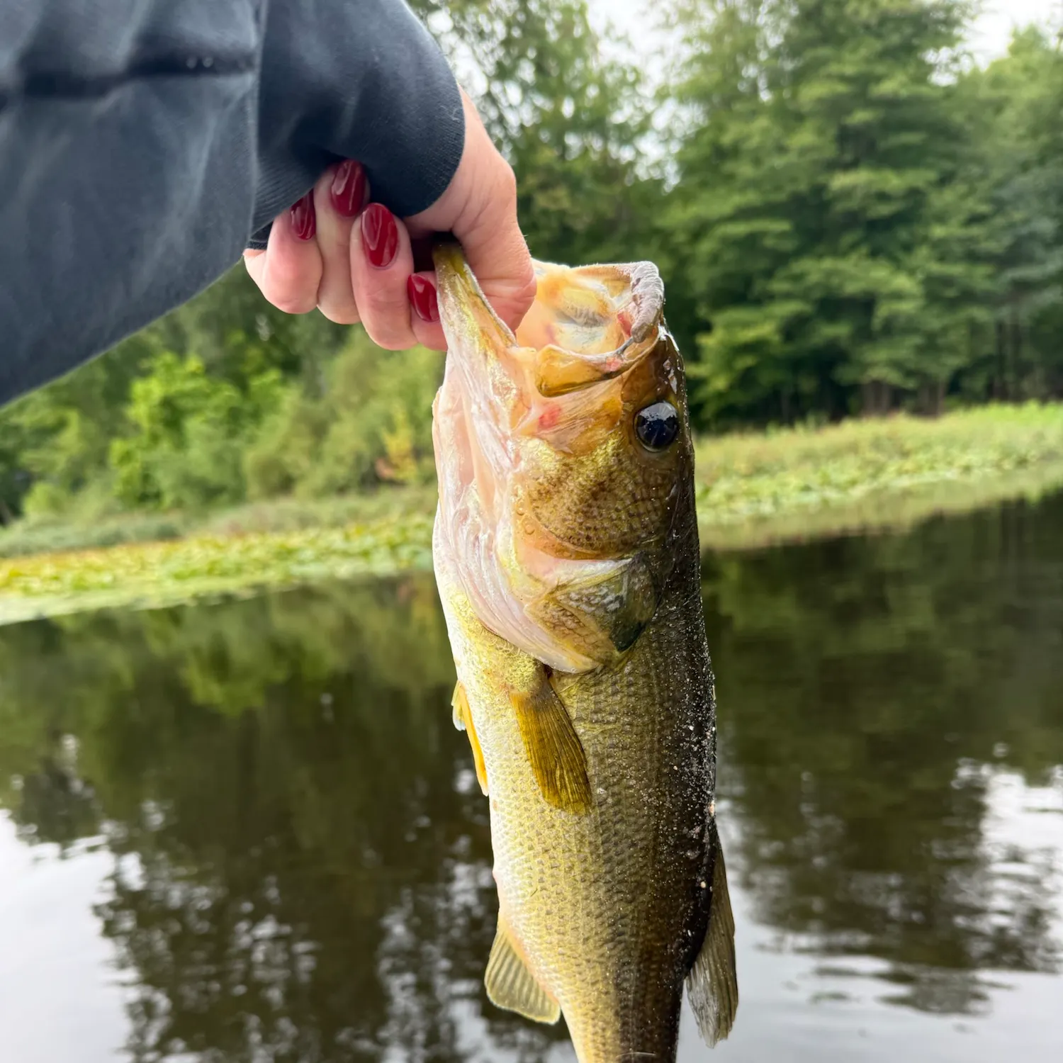 Largemouth bass caught on Fishbrain