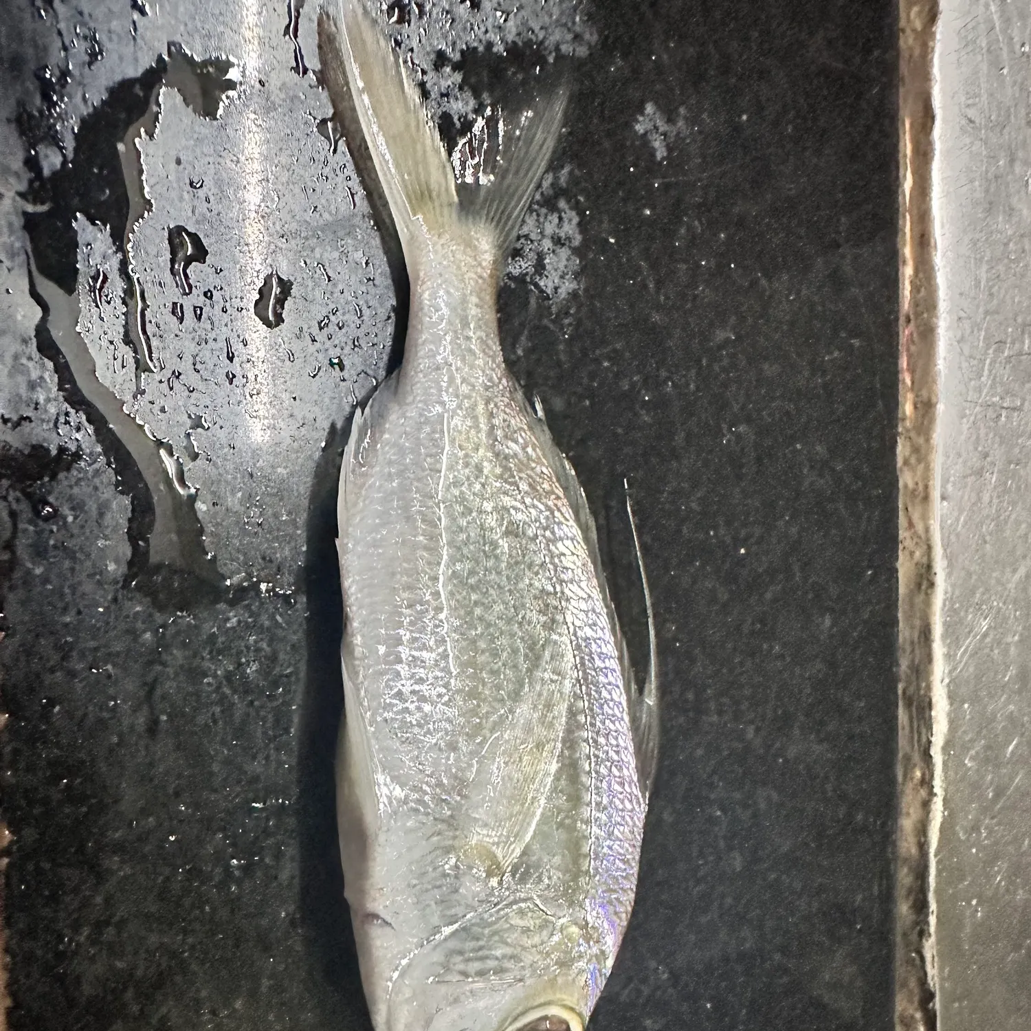 Fishing in India ️️️️ Explore the best fishing spots and areas