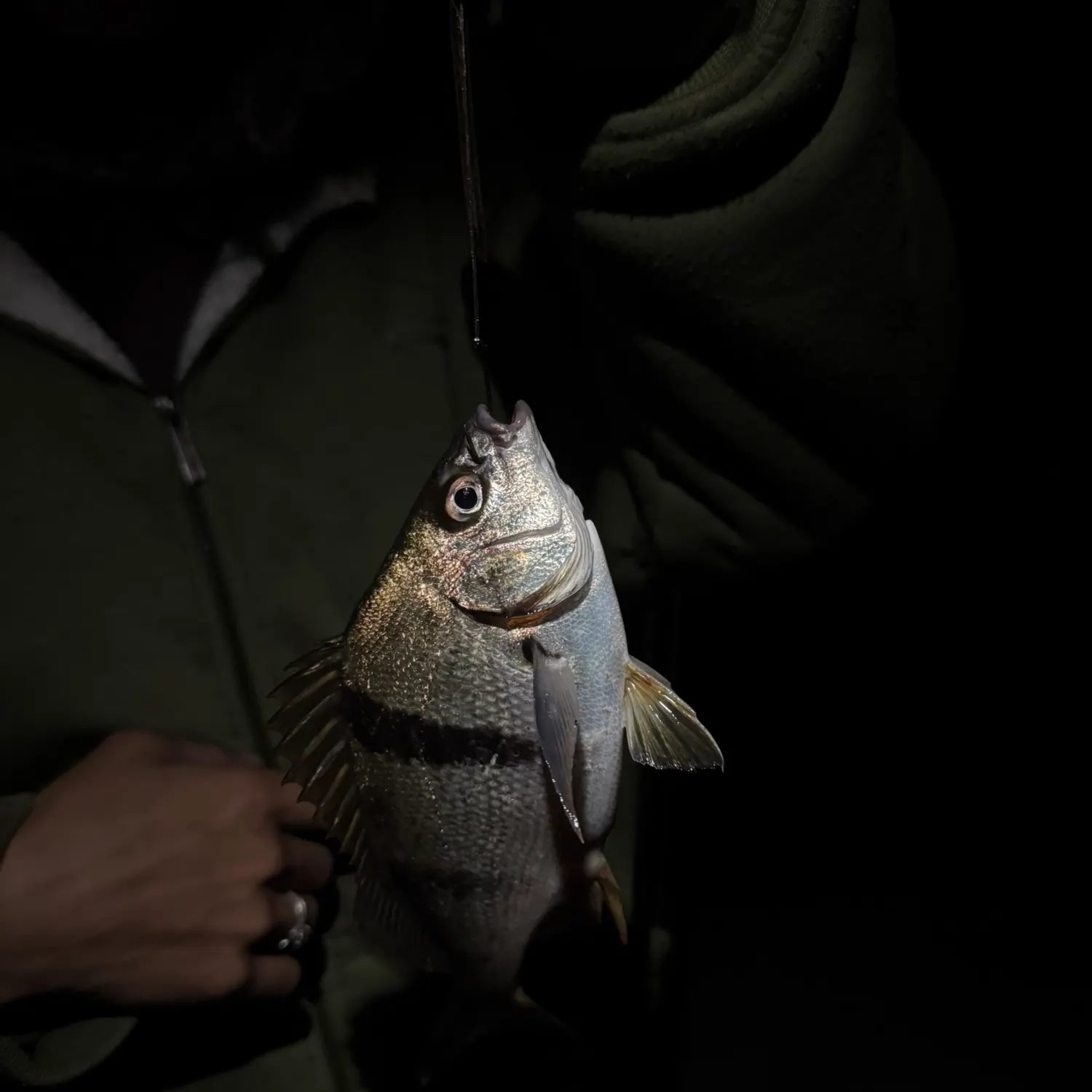 The most recent Pacific spadefish catches on Fishbrain