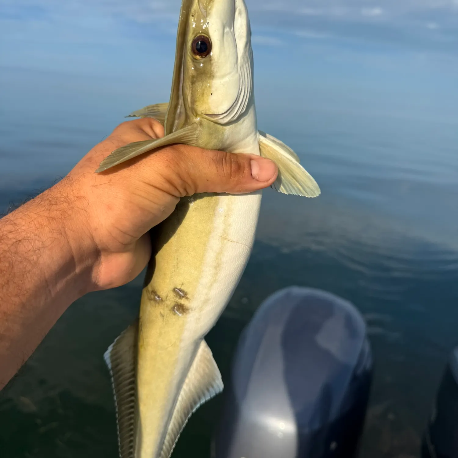 The most recent Common remora catches on Fishbrain
