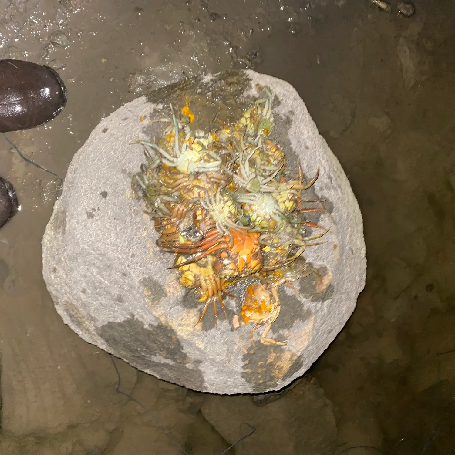 Green crab caught on Fishbrain