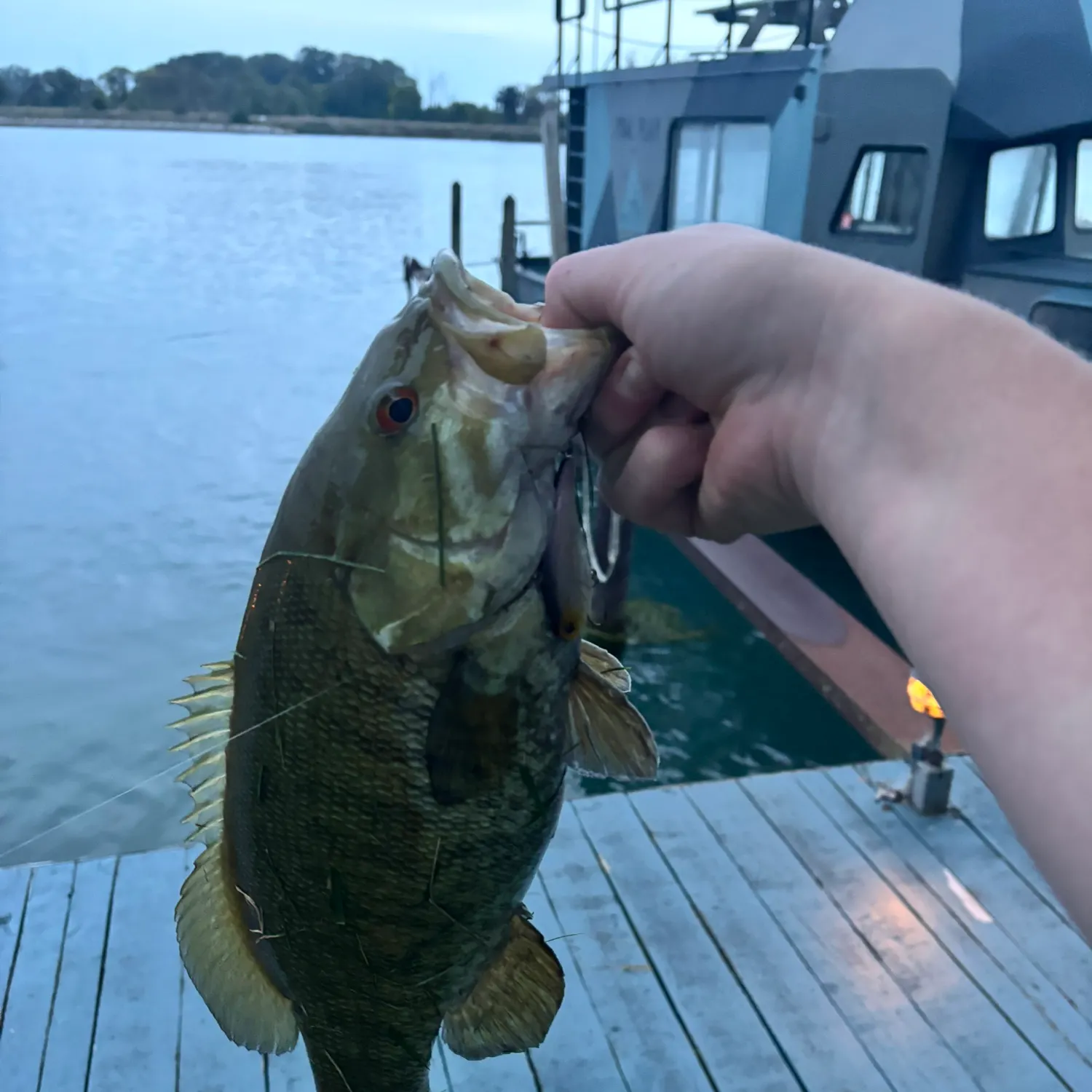 Smallmouth bass caught on Fishbrain