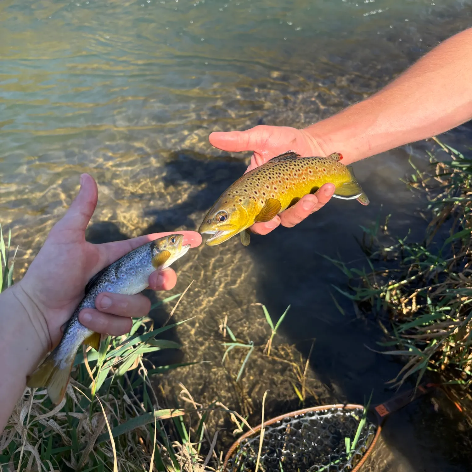 Brown trout caught on Fishbrain