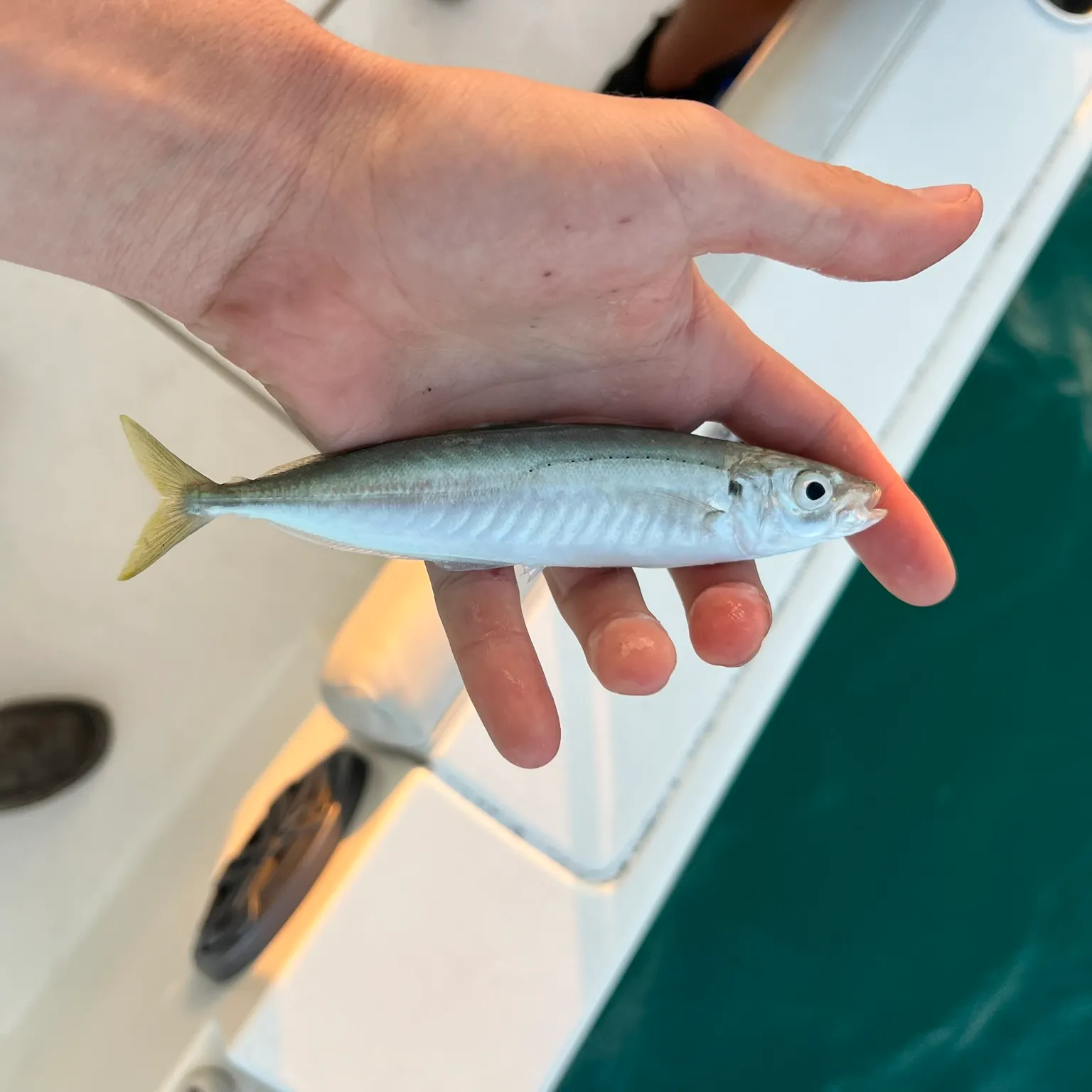 The most recent Round Scad catches on Fishbrain